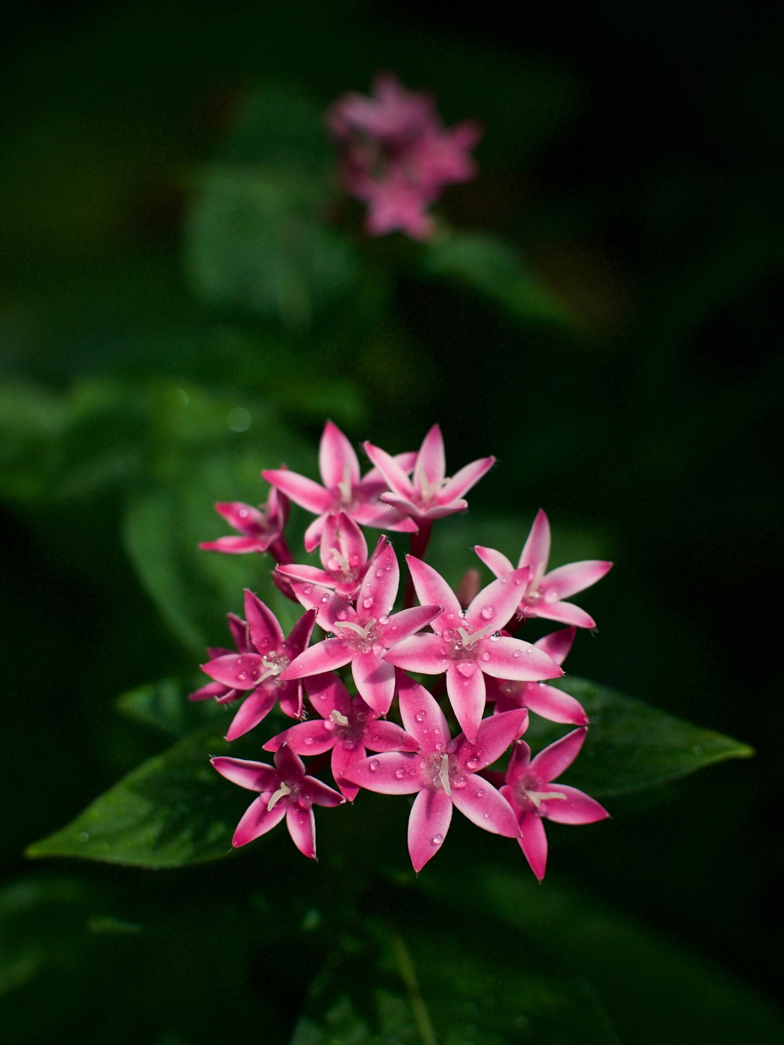Nikon 1 J2 + Nikon 1 Nikkor 18.5mm F1.8 sample photo. Pentas photography