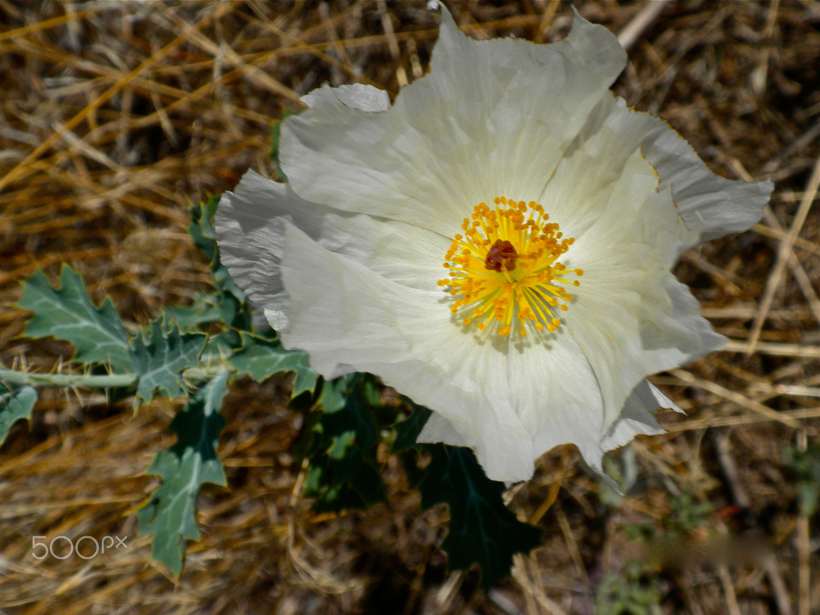 Nikon Coolpix S630 sample photo. Prickly poppy absorbing all light photography