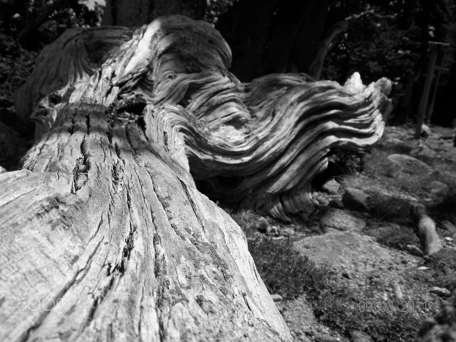 Nikon Coolpix S630 sample photo. Fallen ancient (bristlecone pine) photography