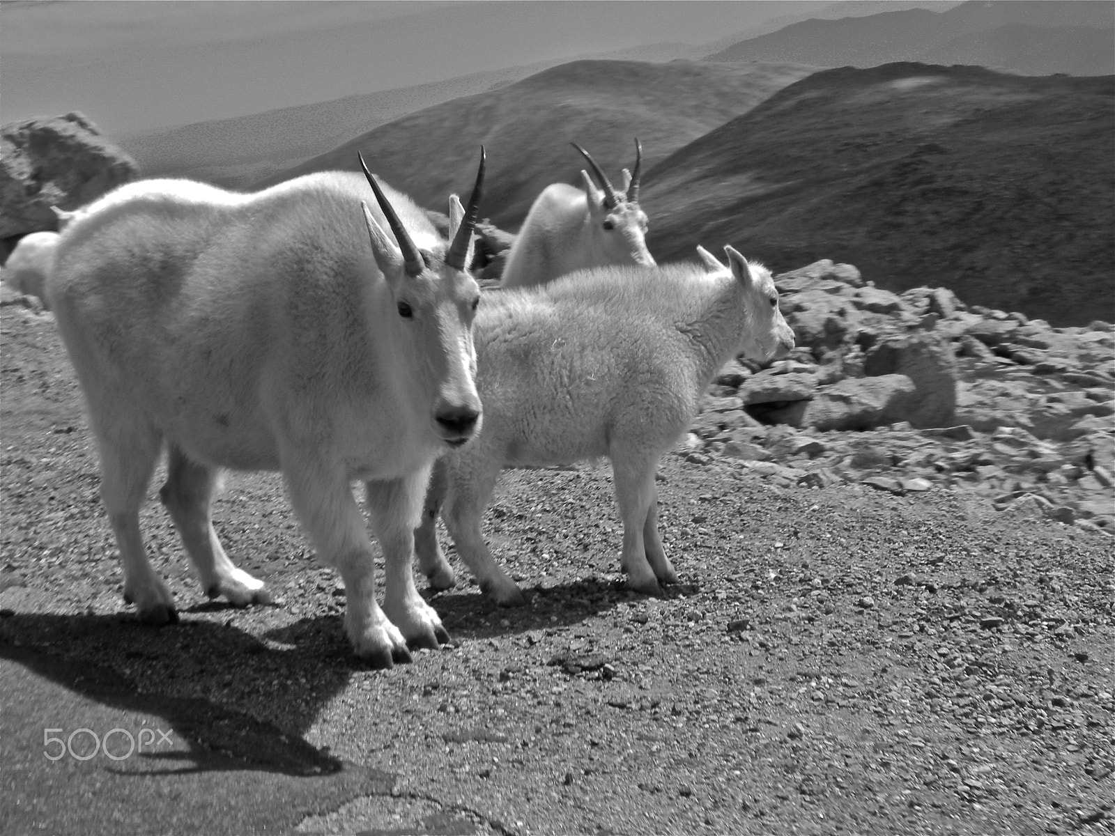 Nikon Coolpix S630 sample photo. Mountain goats... just chillin' photography