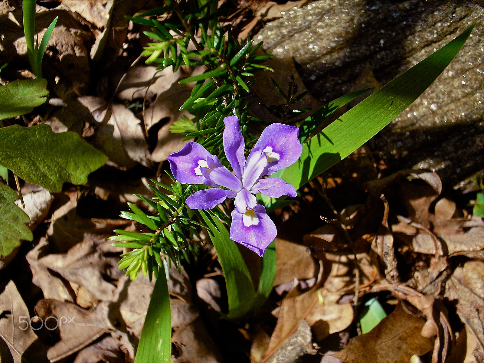 Olympus C180,D435 sample photo. Dwarf iris photography