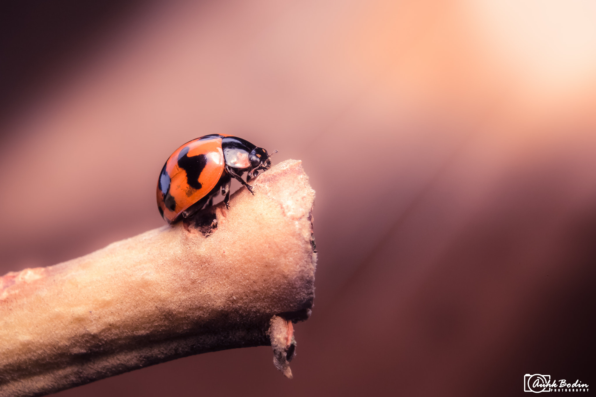 Canon EOS 6D + Canon EF-S 18-55mm F3.5-5.6 IS II sample photo. Ladybug photography