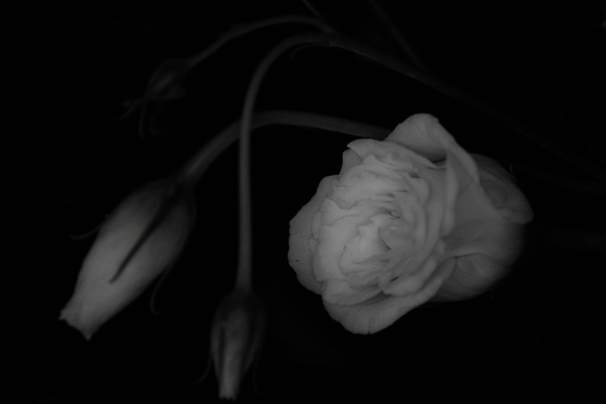 Canon EOS 450D (EOS Rebel XSi / EOS Kiss X2) sample photo. Bw photography