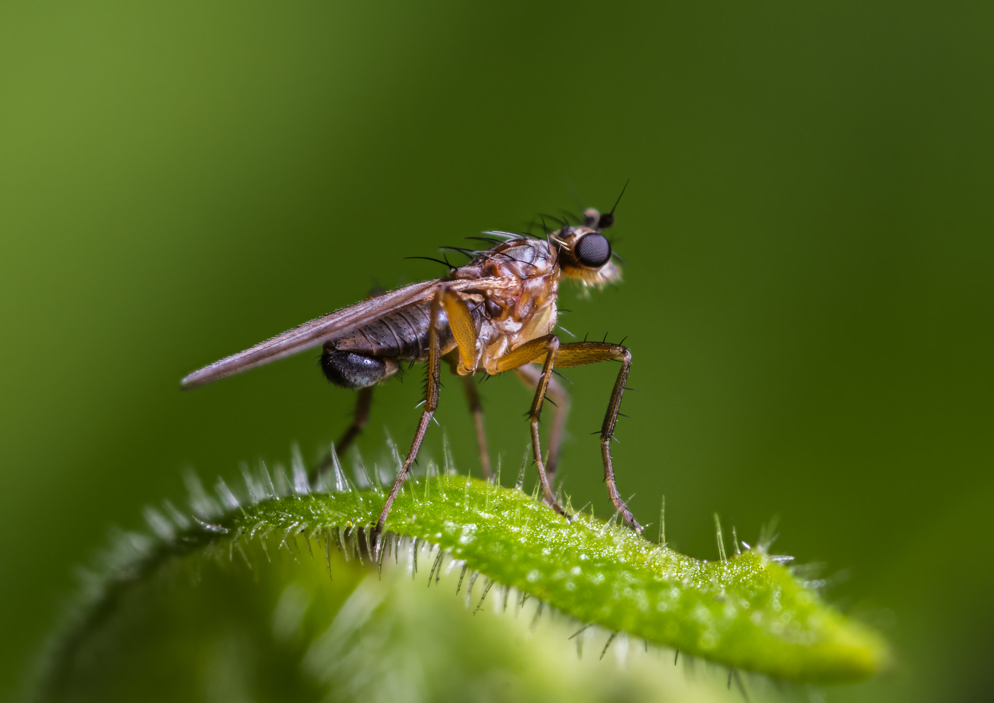 Canon MP-E 65mm F2.5 1-5x Macro Photo sample photo. Spear-winged fly (lonchoptera lutea) photography