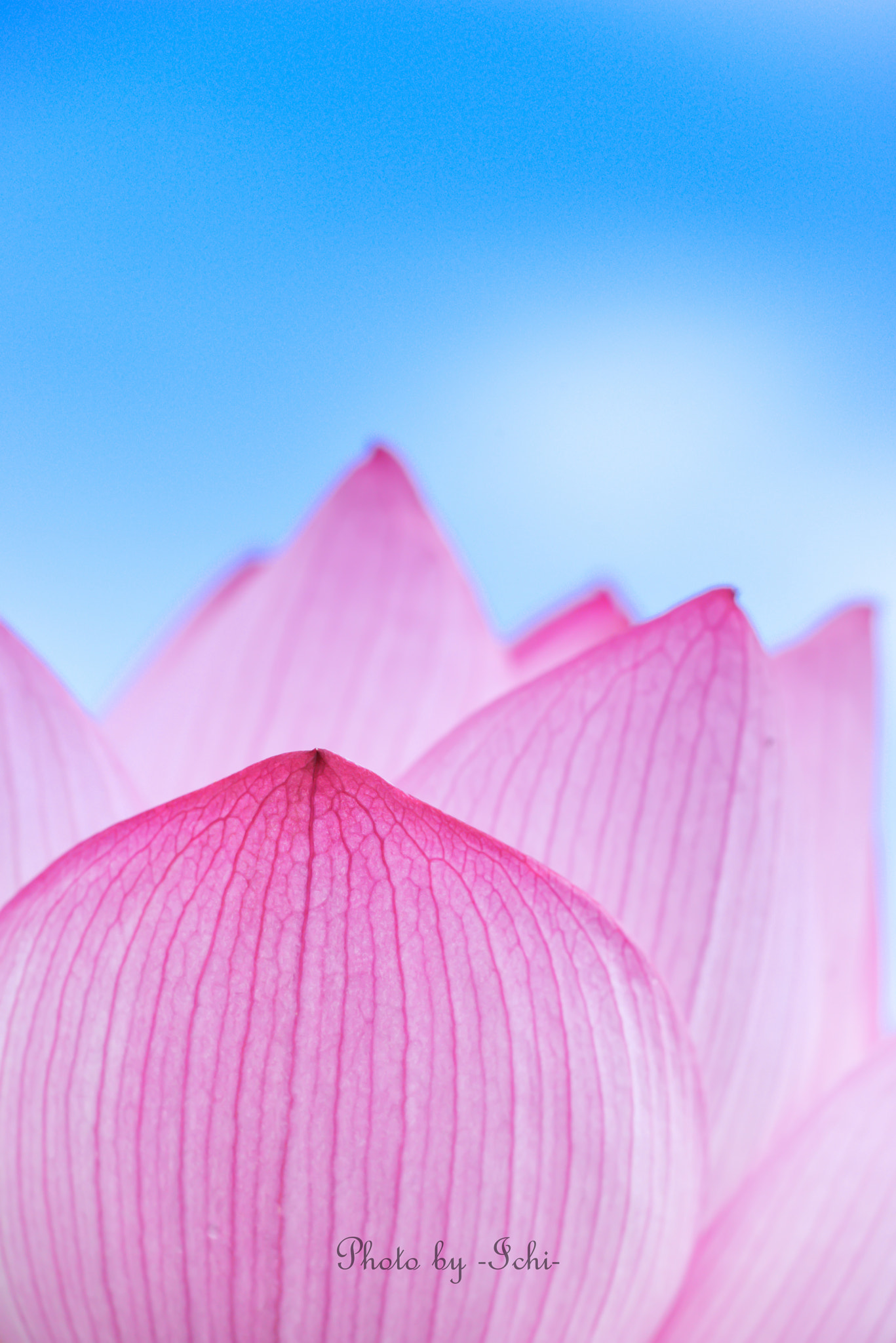 Sigma 150mm F2.8 EX DG Macro HSM sample photo. Pink photography