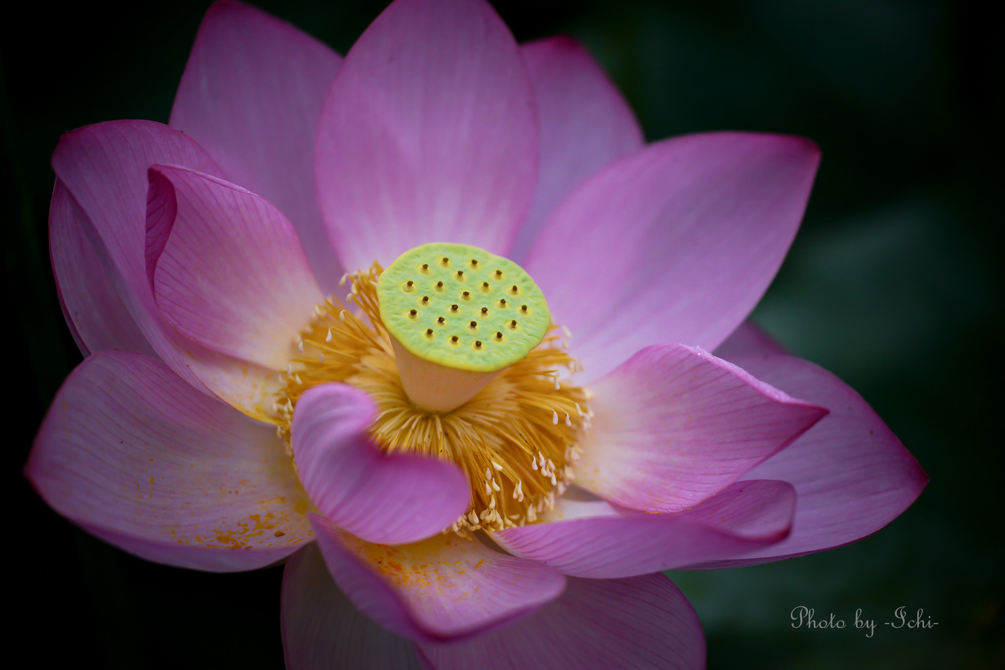 Sigma 150mm F2.8 EX DG Macro HSM sample photo. Mr.lotas photography