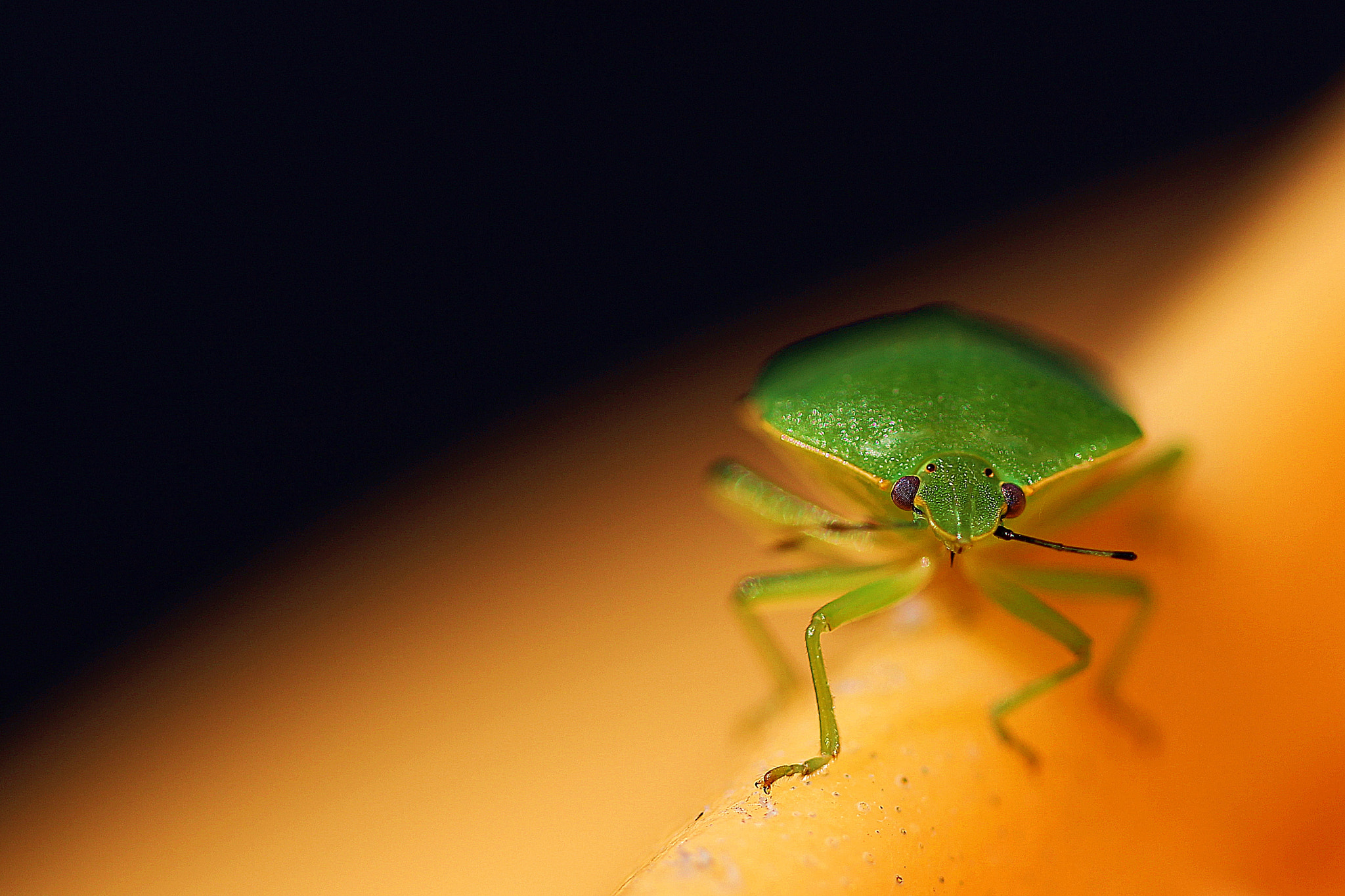 Canon EF 100mm F2.8 Macro USM sample photo. Stinky photography
