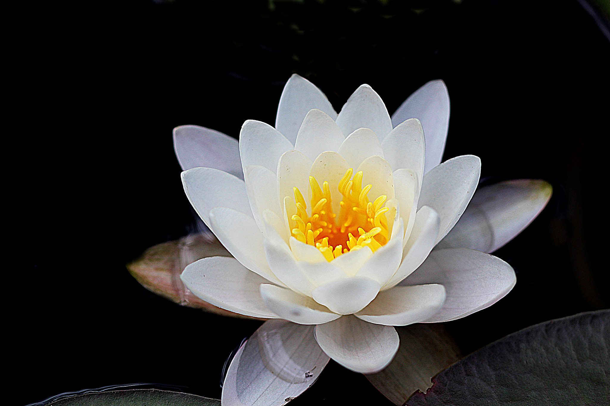 Canon EF 100mm F2.8 Macro USM sample photo. Water lily photography
