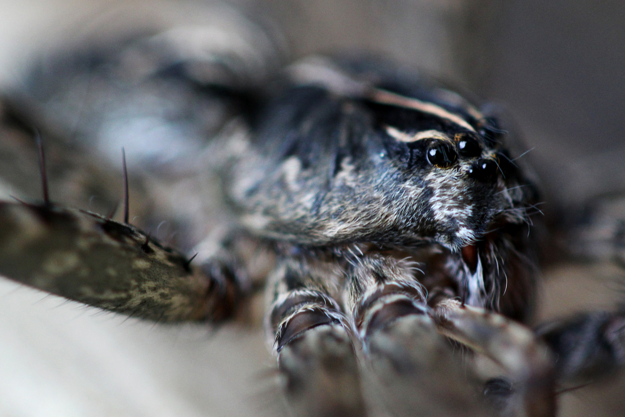 Canon EF 100mm F2.8 Macro USM sample photo. Dock monster photography