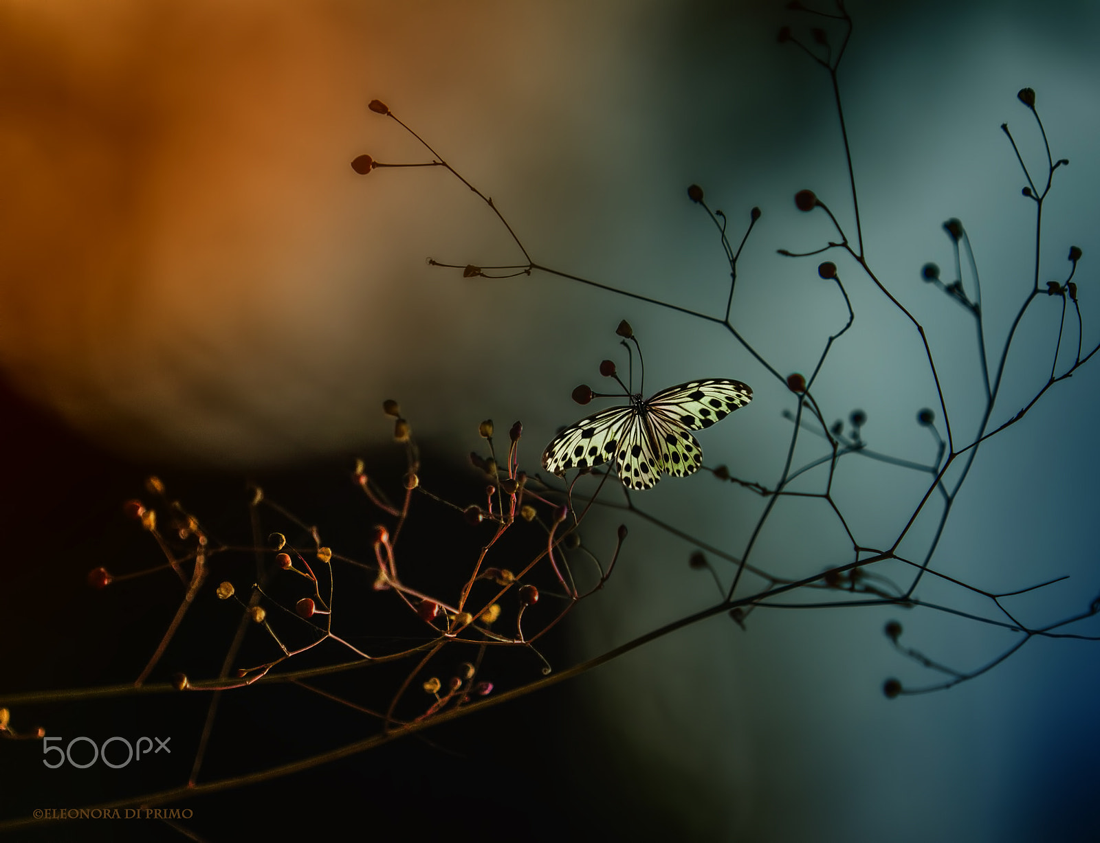 Canon EF 180mm F3.5L Macro USM sample photo. Fragile photography