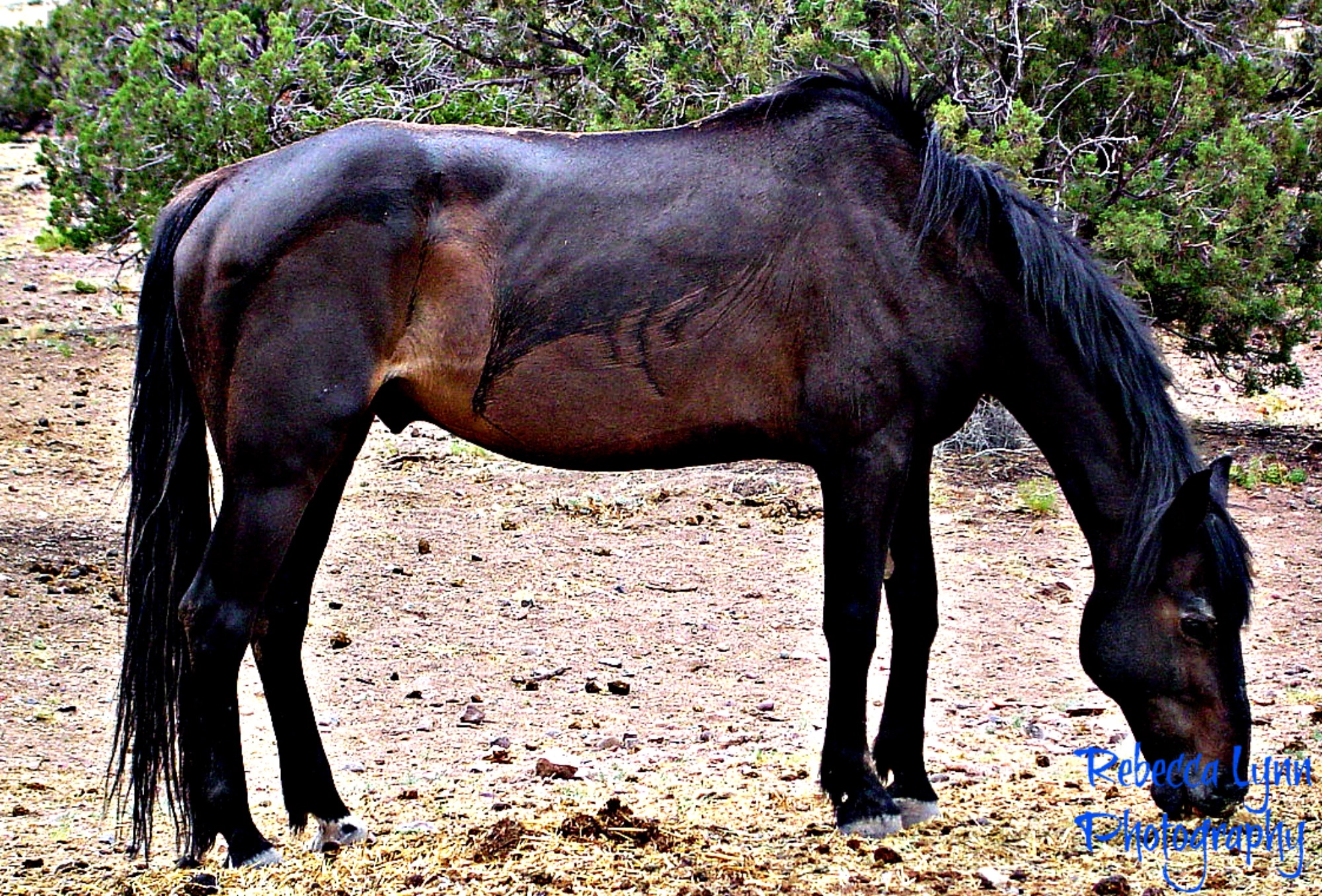 Sony DSC-P72 sample photo. Chow time photography