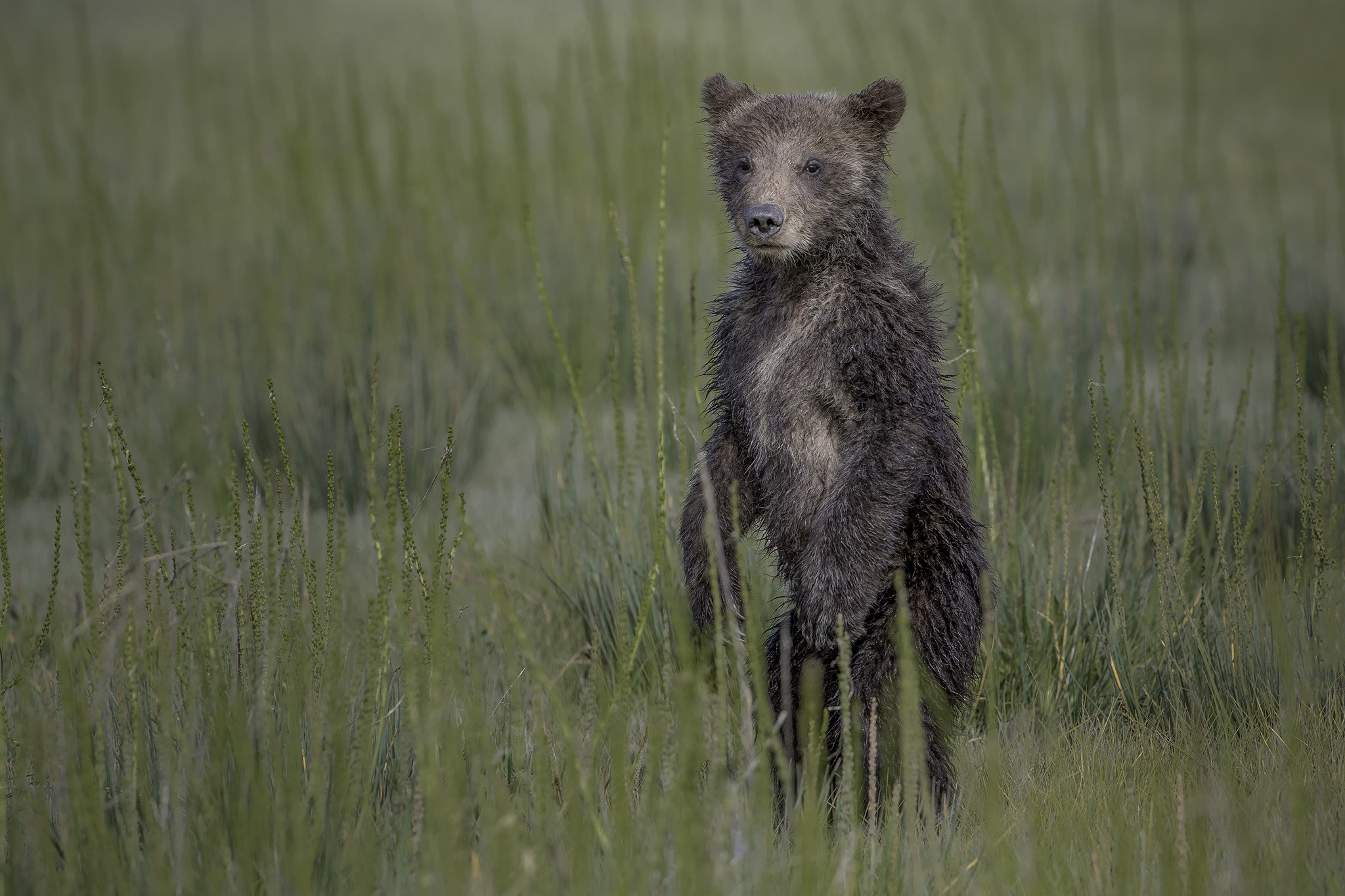 Canon EOS-1D X Mark II + Canon EF 200-400mm F4L IS USM Extender 1.4x sample photo. Cub in grass photography