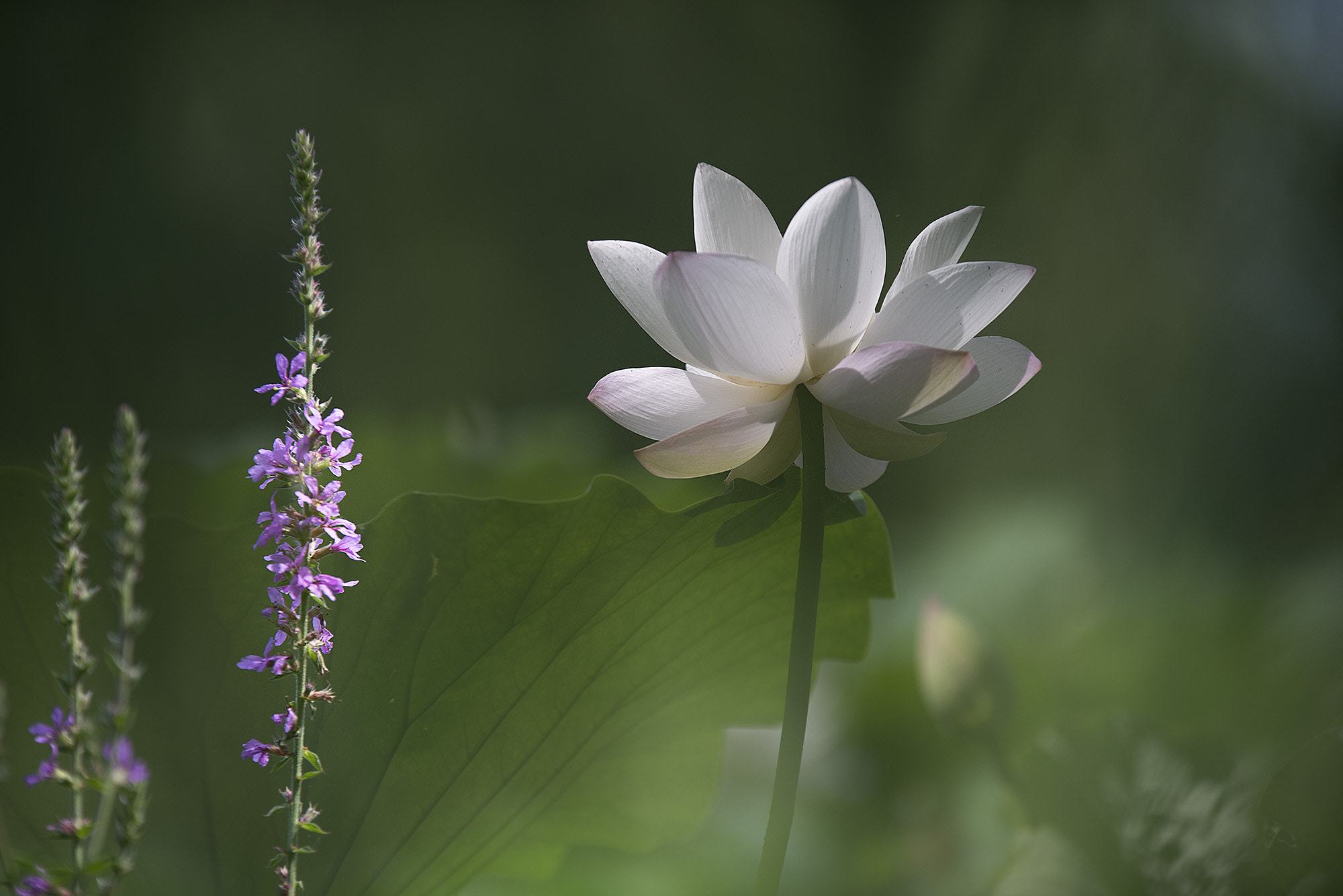 Sigma 70-200mm F2.8 EX DG OS HSM sample photo. Lotus photography