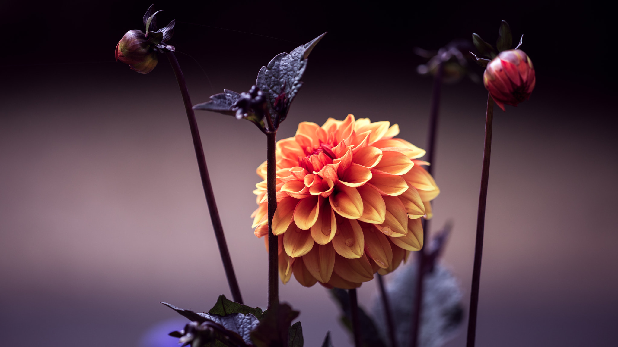 ZEISS Apo Sonnar T* 135mm F2 sample photo. . photography