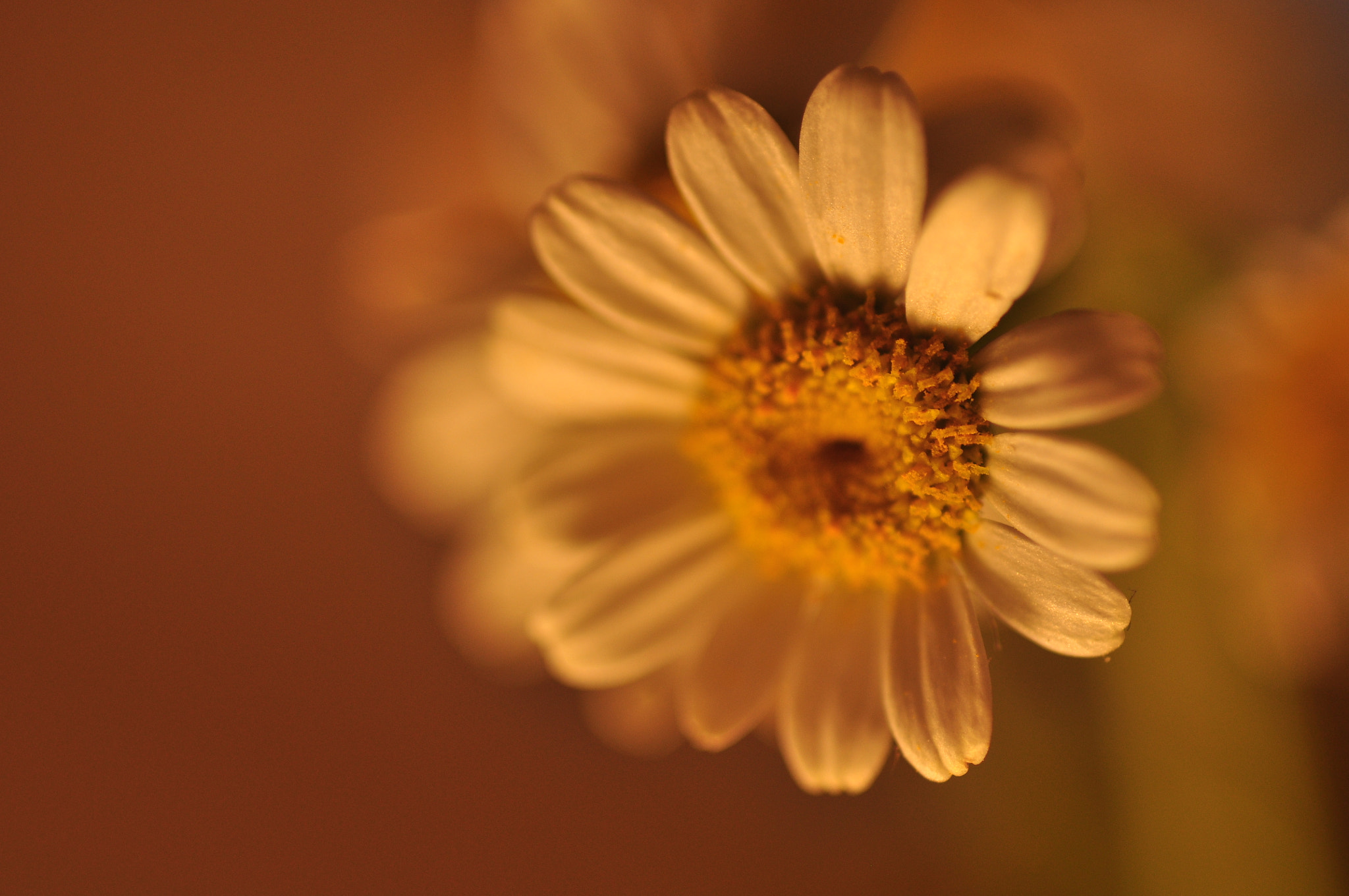 Nikon AF Micro-Nikkor 60mm F2.8D sample photo