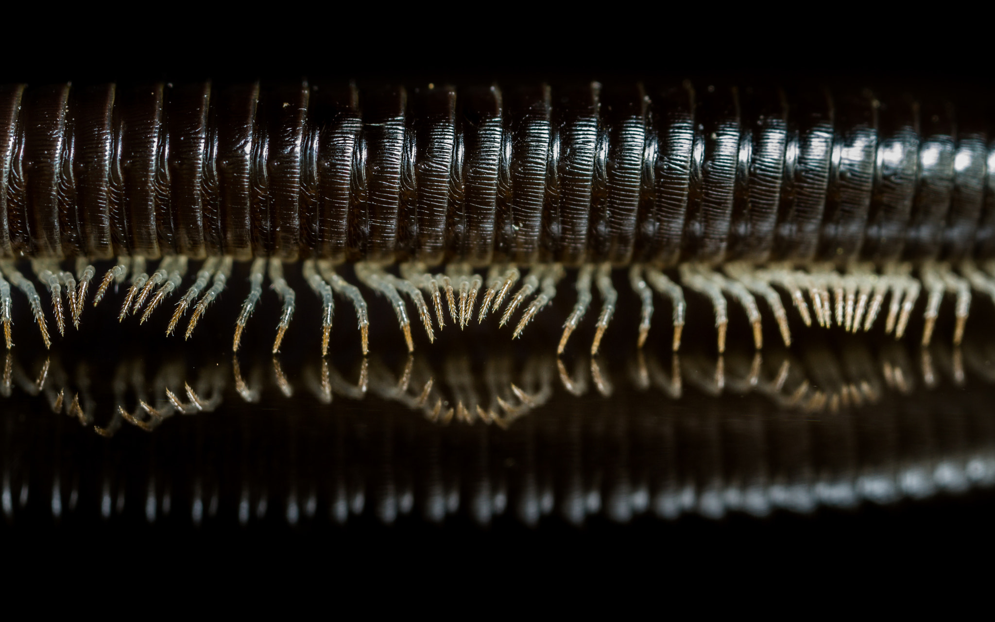 Canon MP-E 65mm F2.5 1-5x Macro Photo sample photo. Wave walk photography