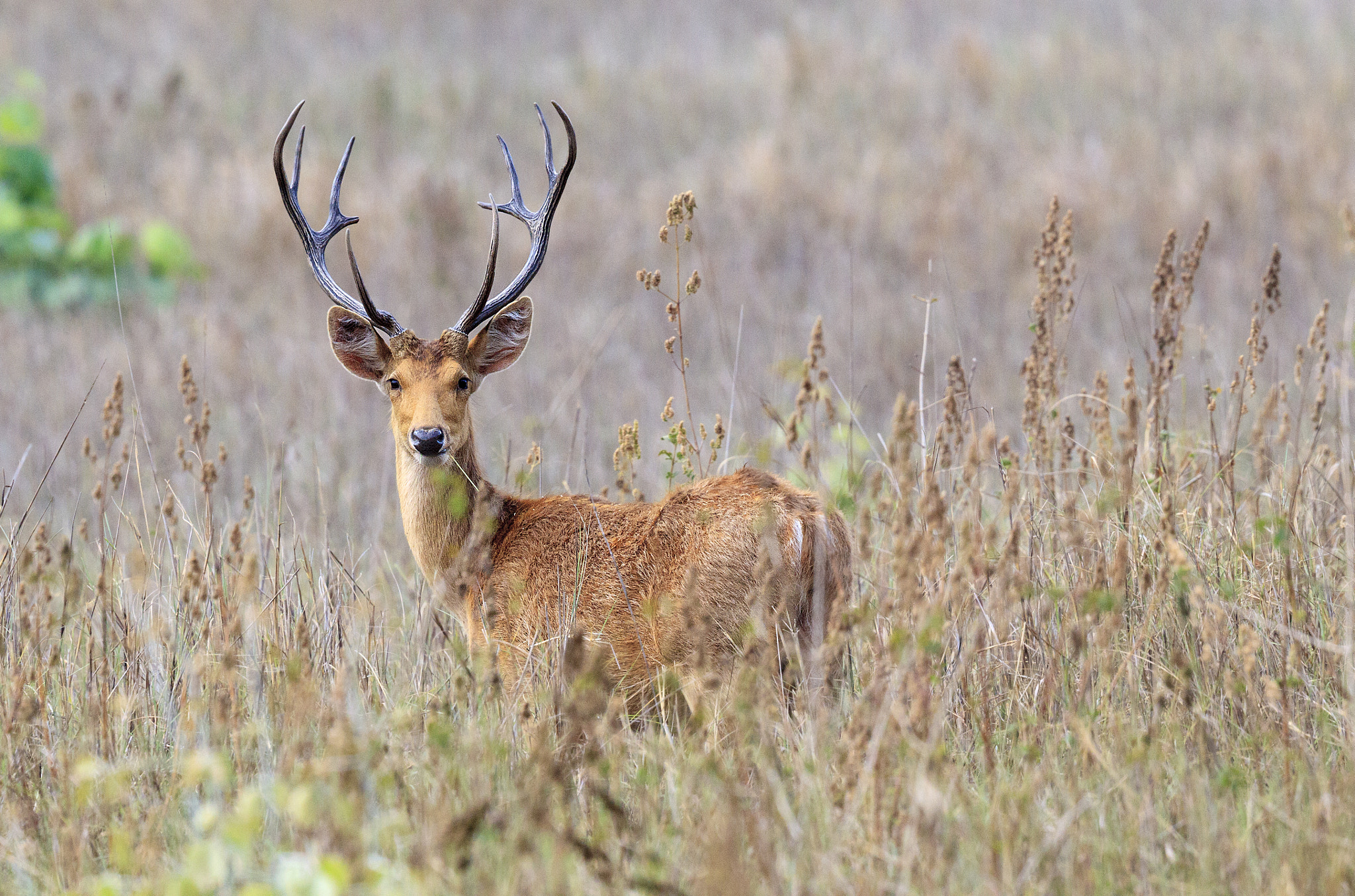 Canon EF 500mm F4L IS II USM sample photo. Barasinhga photography