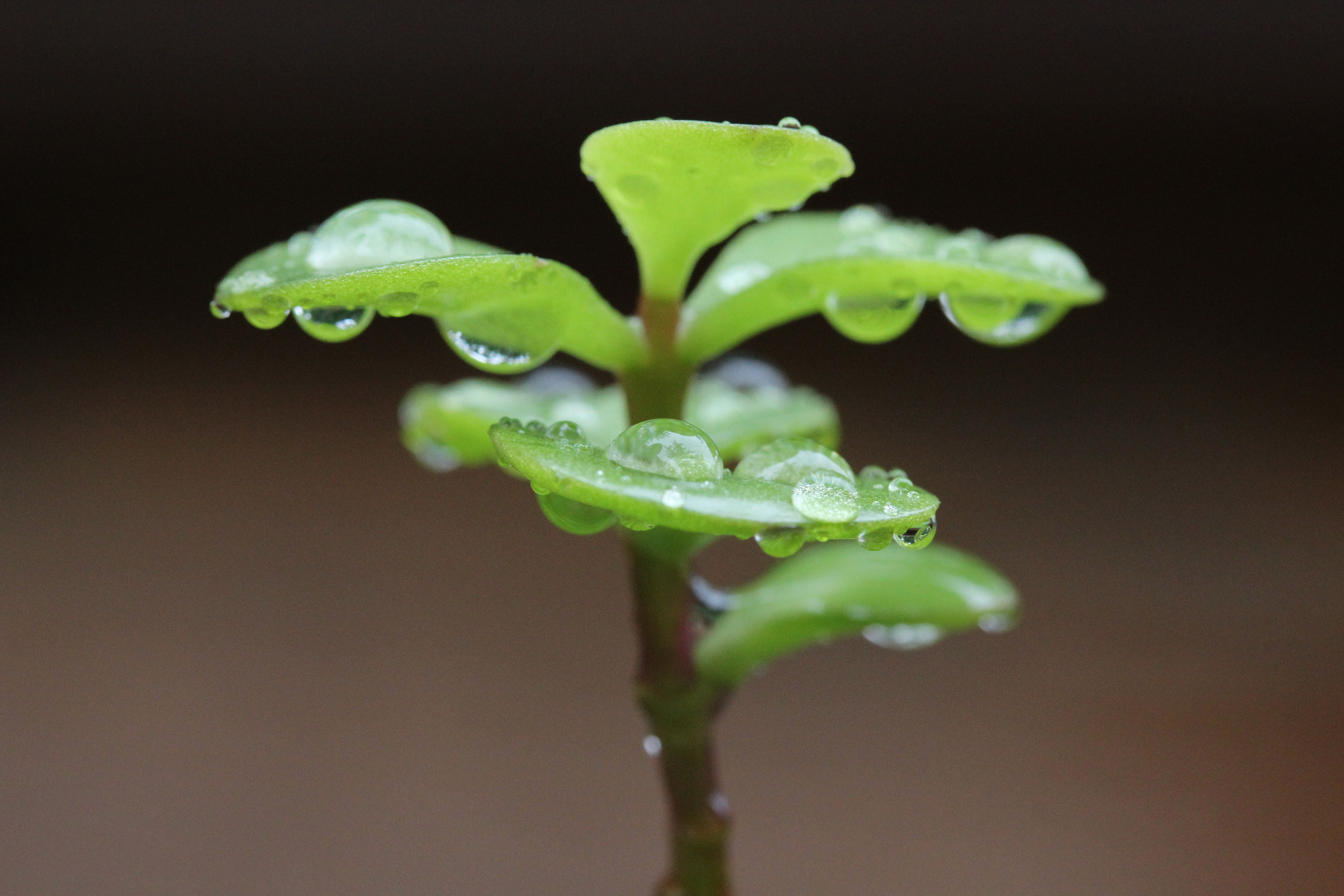 Canon EF-S 60mm F2.8 Macro USM sample photo. Showered succulent photography