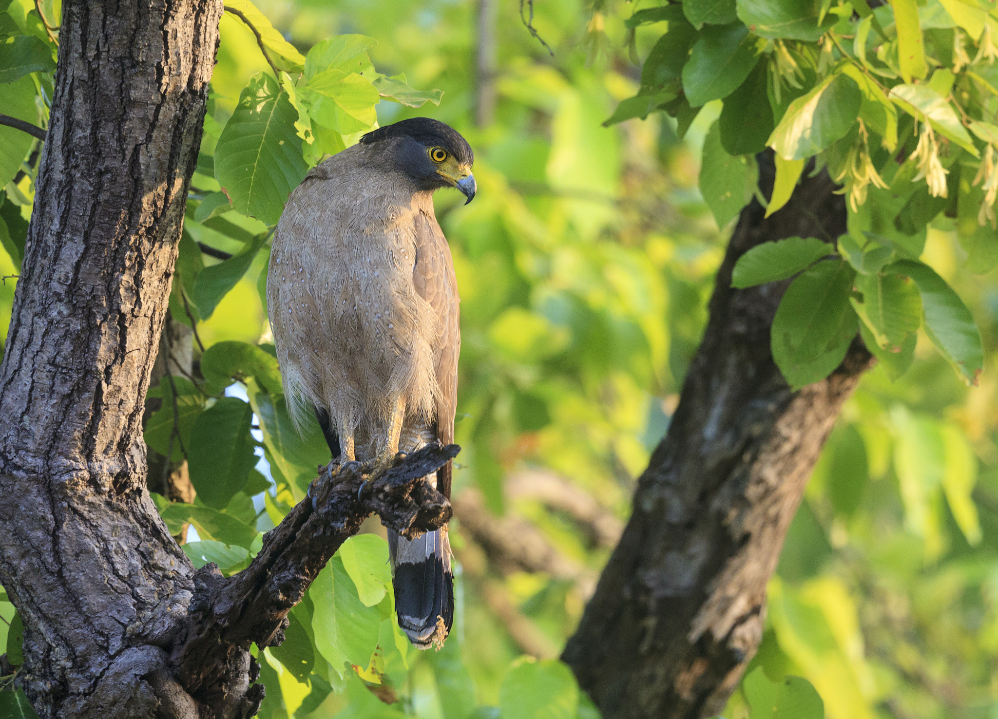 Canon EF 500mm F4L IS II USM sample photo. Crested serpent eagle photography