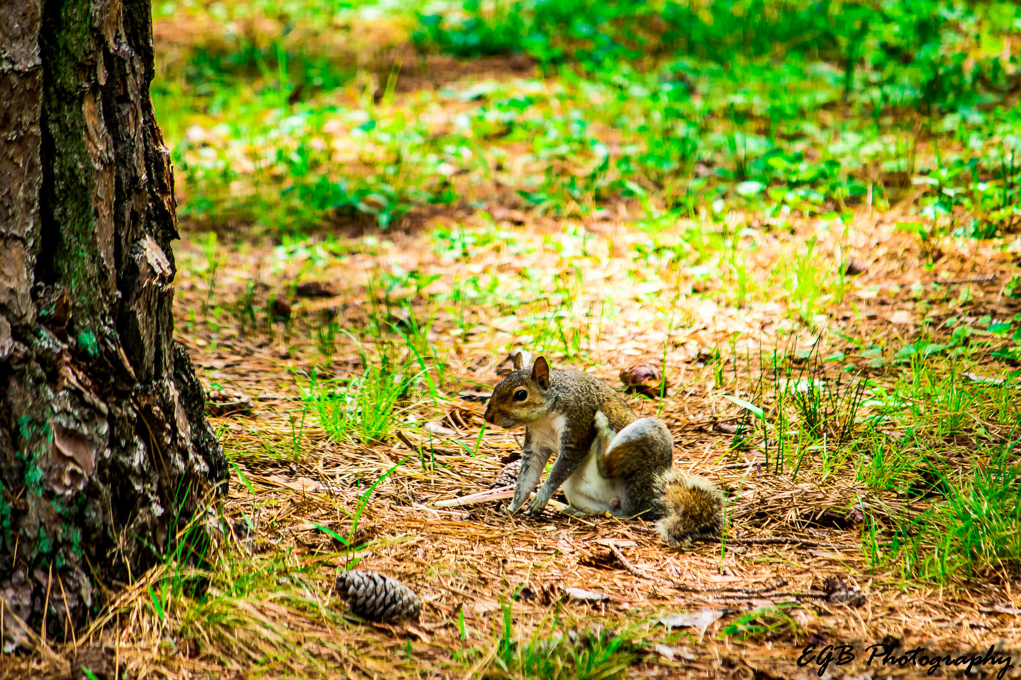 Canon EF-S 55-250mm F4-5.6 IS sample photo. Just a little itch photography