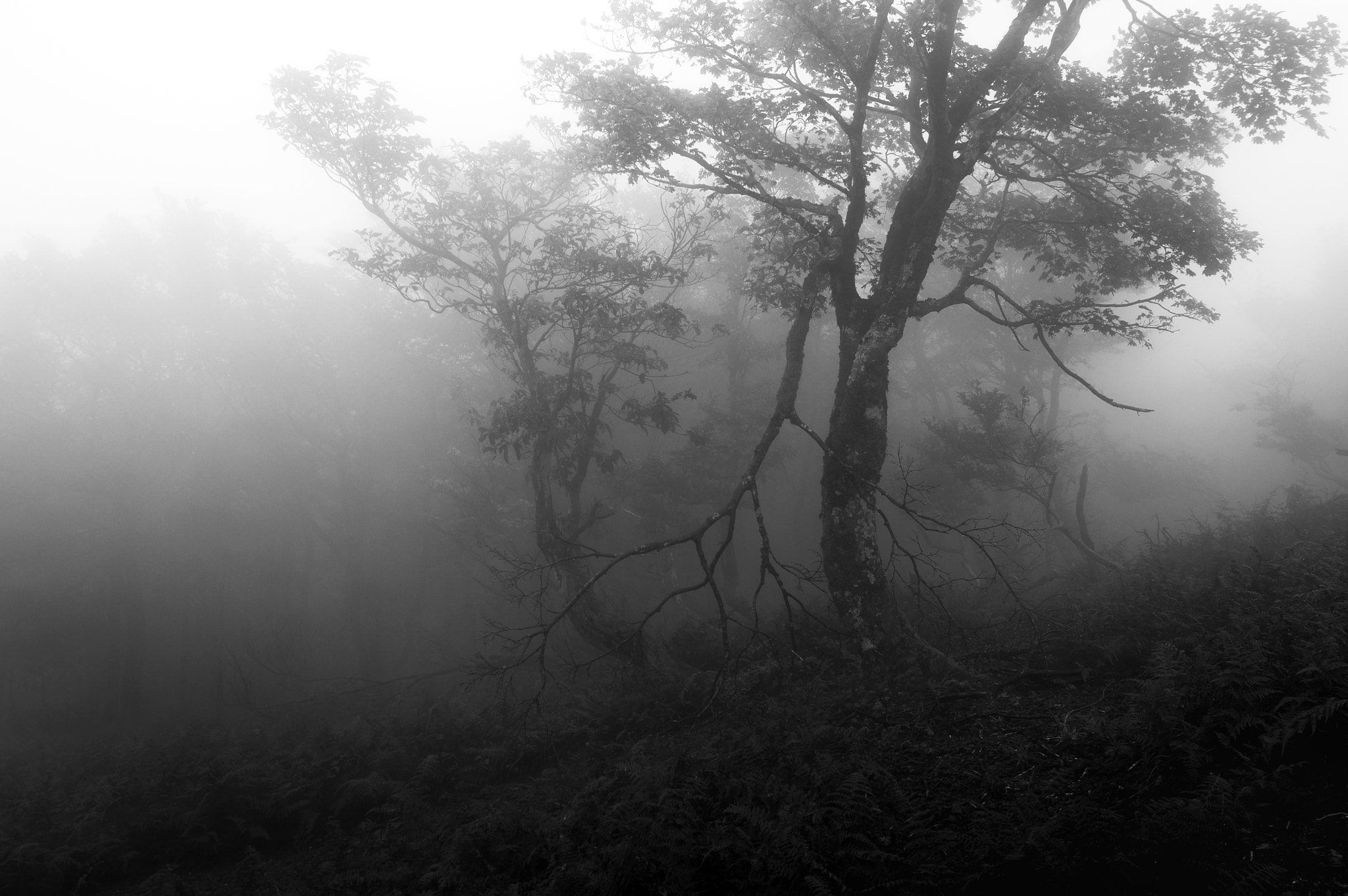 Pentax K-3 sample photo. Mt.oikedake / mie prefecture photography