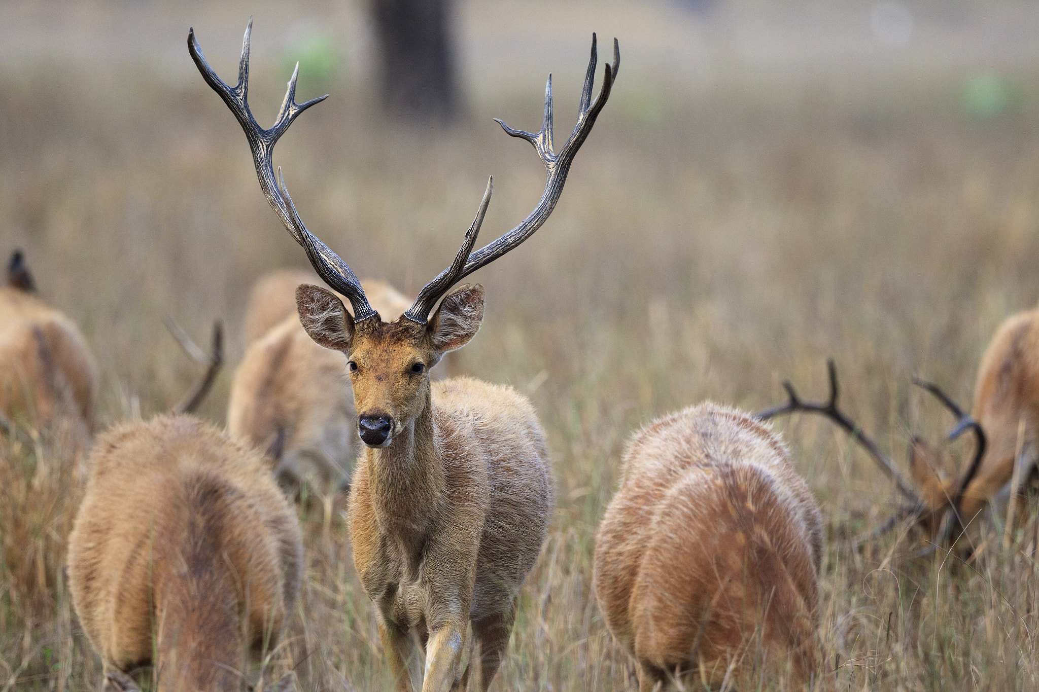 Canon EOS-1D Mark IV + Canon EF 500mm F4L IS II USM sample photo. Barasingha buck photography