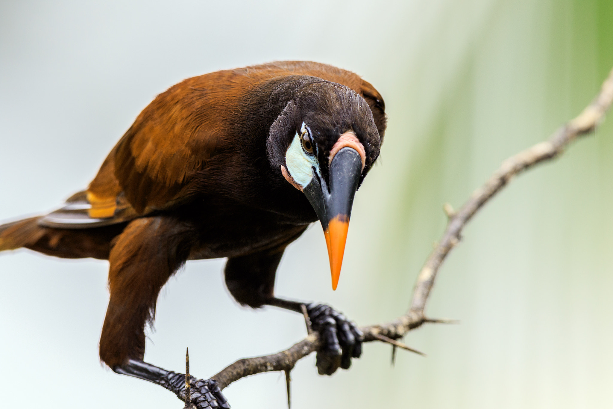 Canon EF 600mm f/4L IS sample photo. Gymnostinops montezuma photography