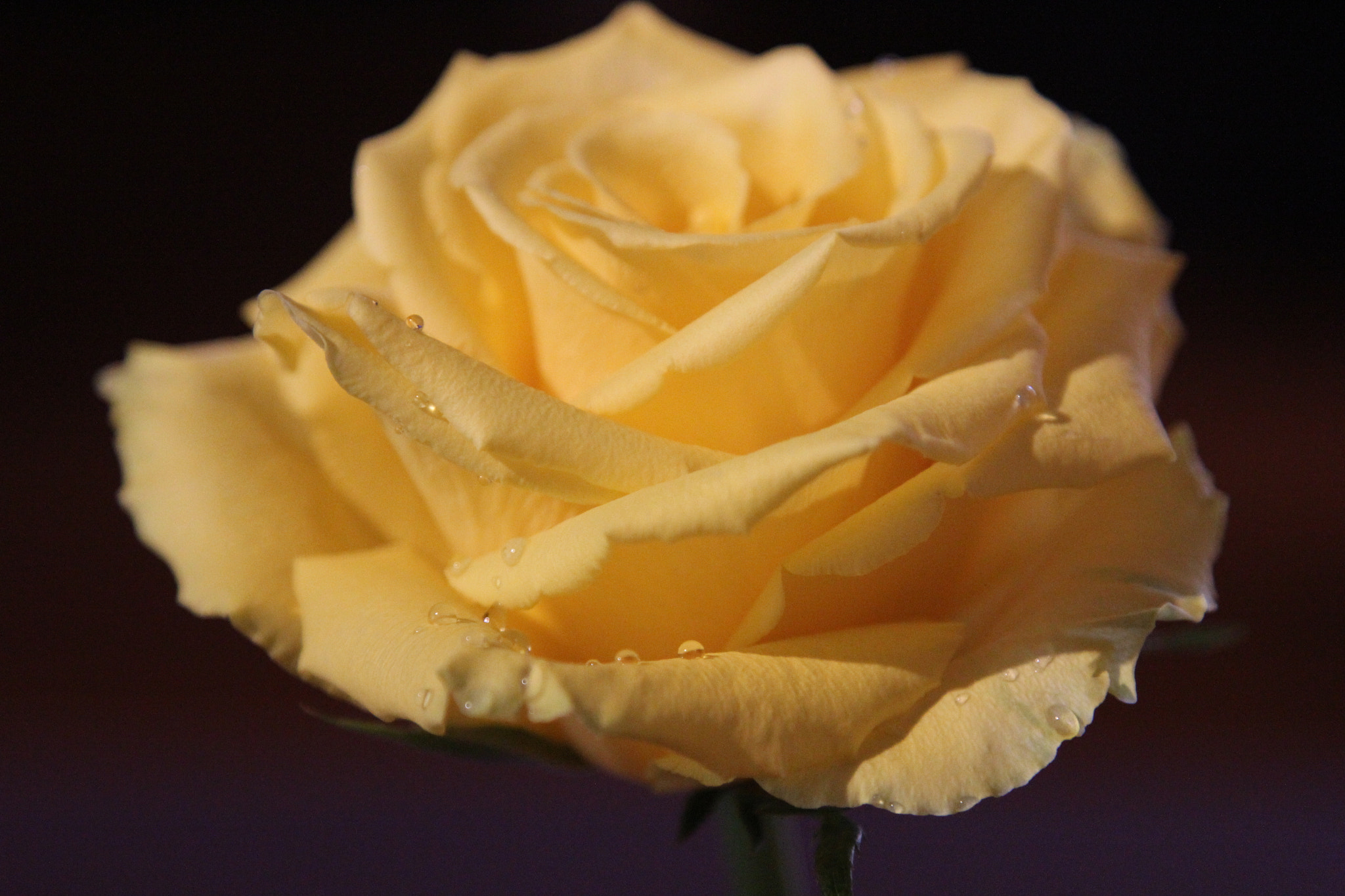 Canon EOS 600D (Rebel EOS T3i / EOS Kiss X5) sample photo. Rose for trish photography