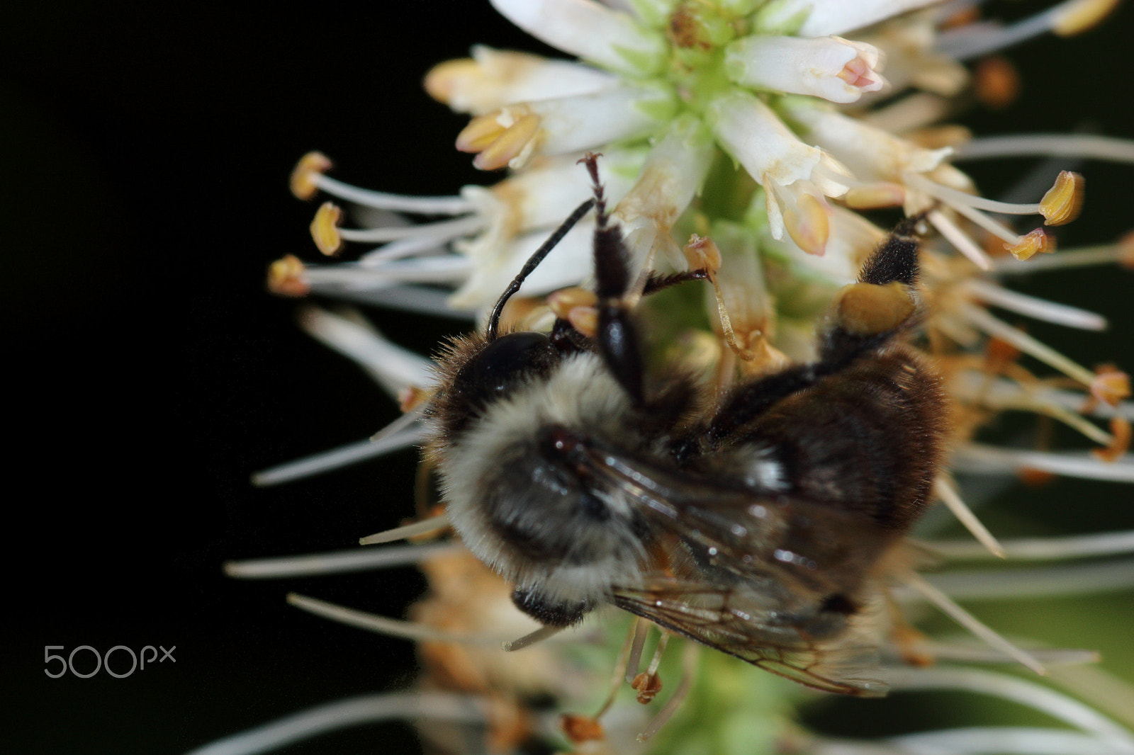 Canon EOS 760D (EOS Rebel T6s / EOS 8000D) sample photo. Bee 2016 photography