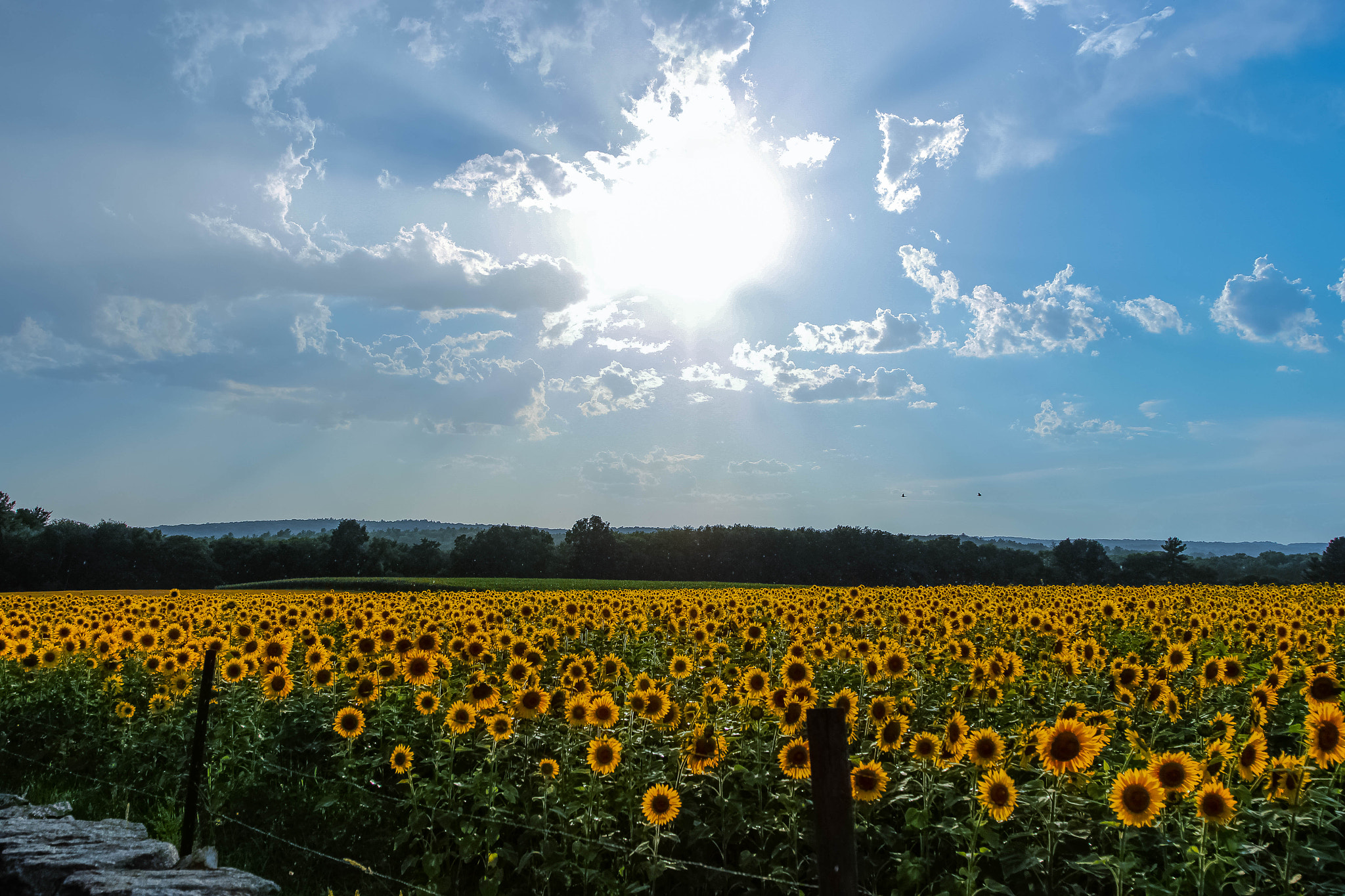 Canon EOS 1200D (EOS Rebel T5 / EOS Kiss X70 / EOS Hi) sample photo. Sunflowers afternoon photography