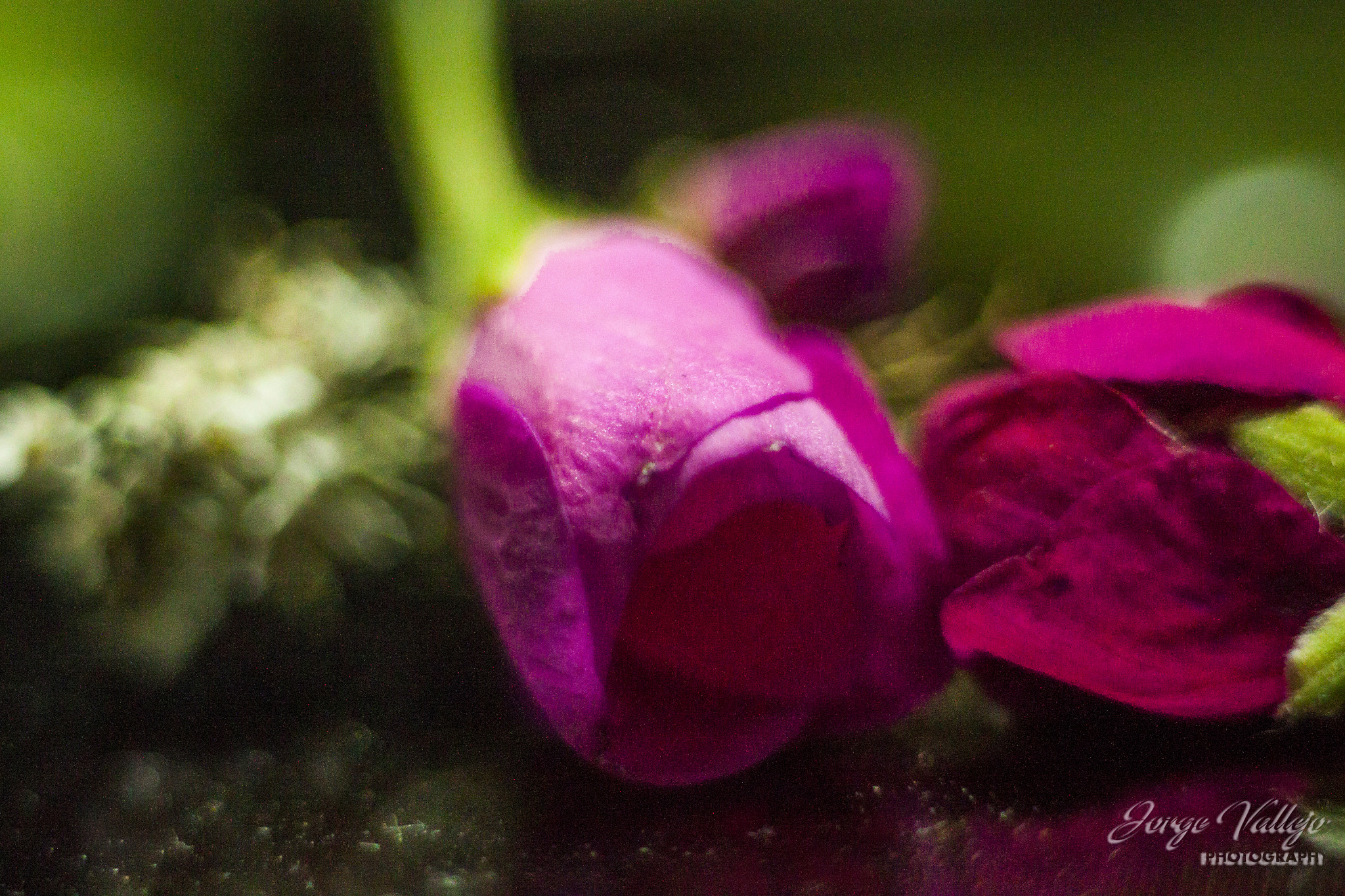 Canon EF 35-80mm f/4-5.6 sample photo. Matices photography