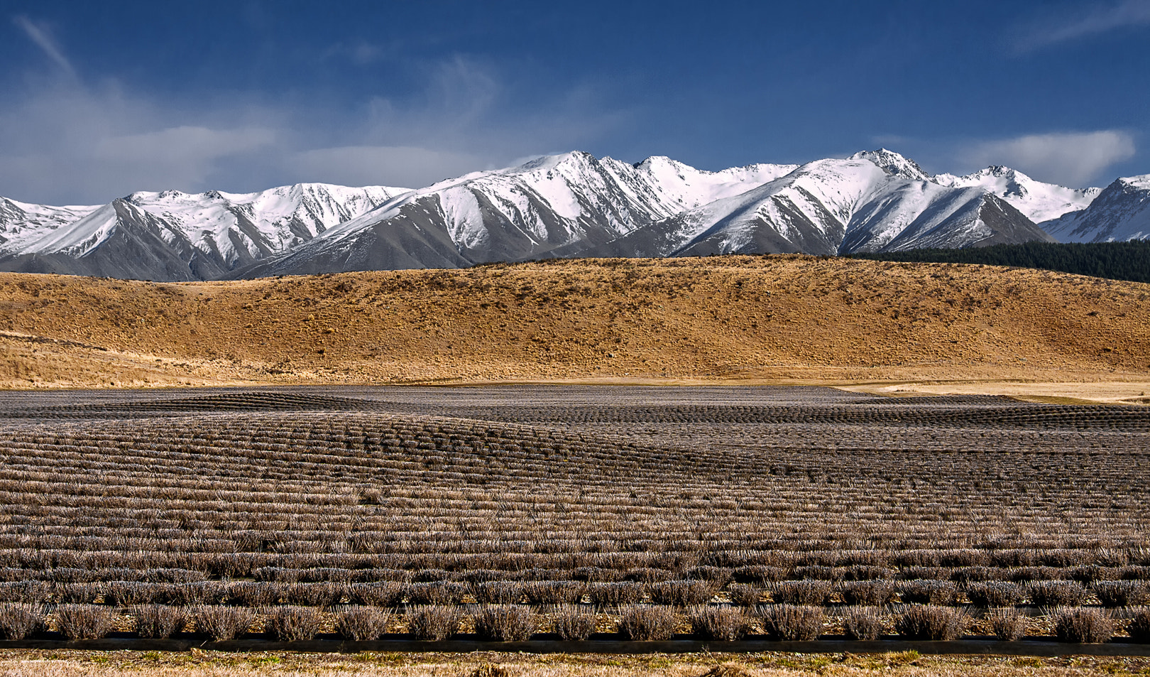 Canon EOS 40D + Canon EF 16-35mm F2.8L USM sample photo. Lavender field photography