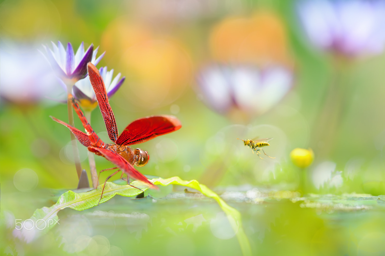 Sony Sonnar T* 135mm F1.8 ZA sample photo. ～ dancing water elves ～ photography