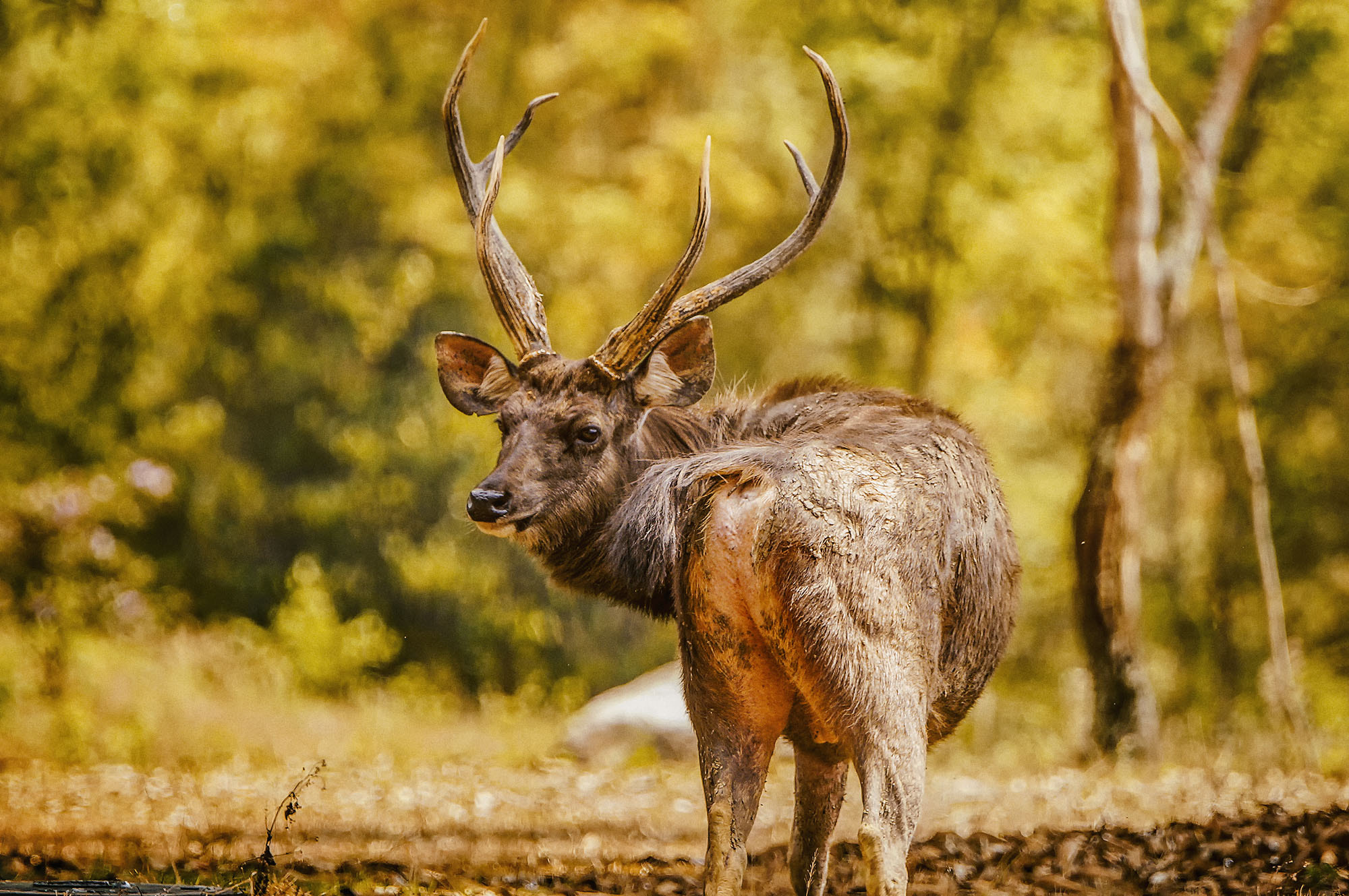 Sony SLT-A57 + Sony 70-400mm F4-5.6 G SSM sample photo. Sambar deer (male) photography