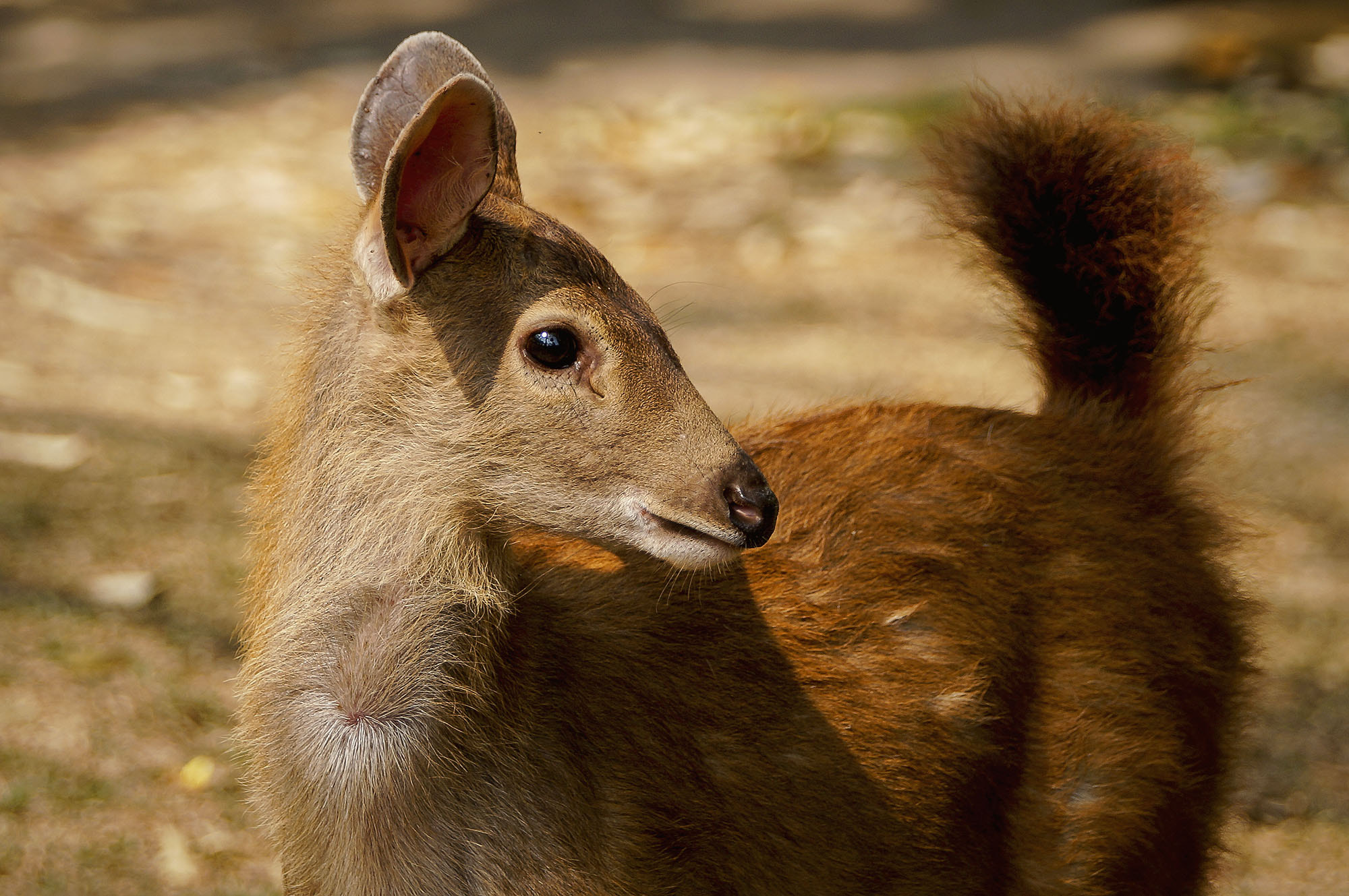 Sony SLT-A57 + Sony 70-400mm F4-5.6 G SSM sample photo. Sambar deer (kid) photography