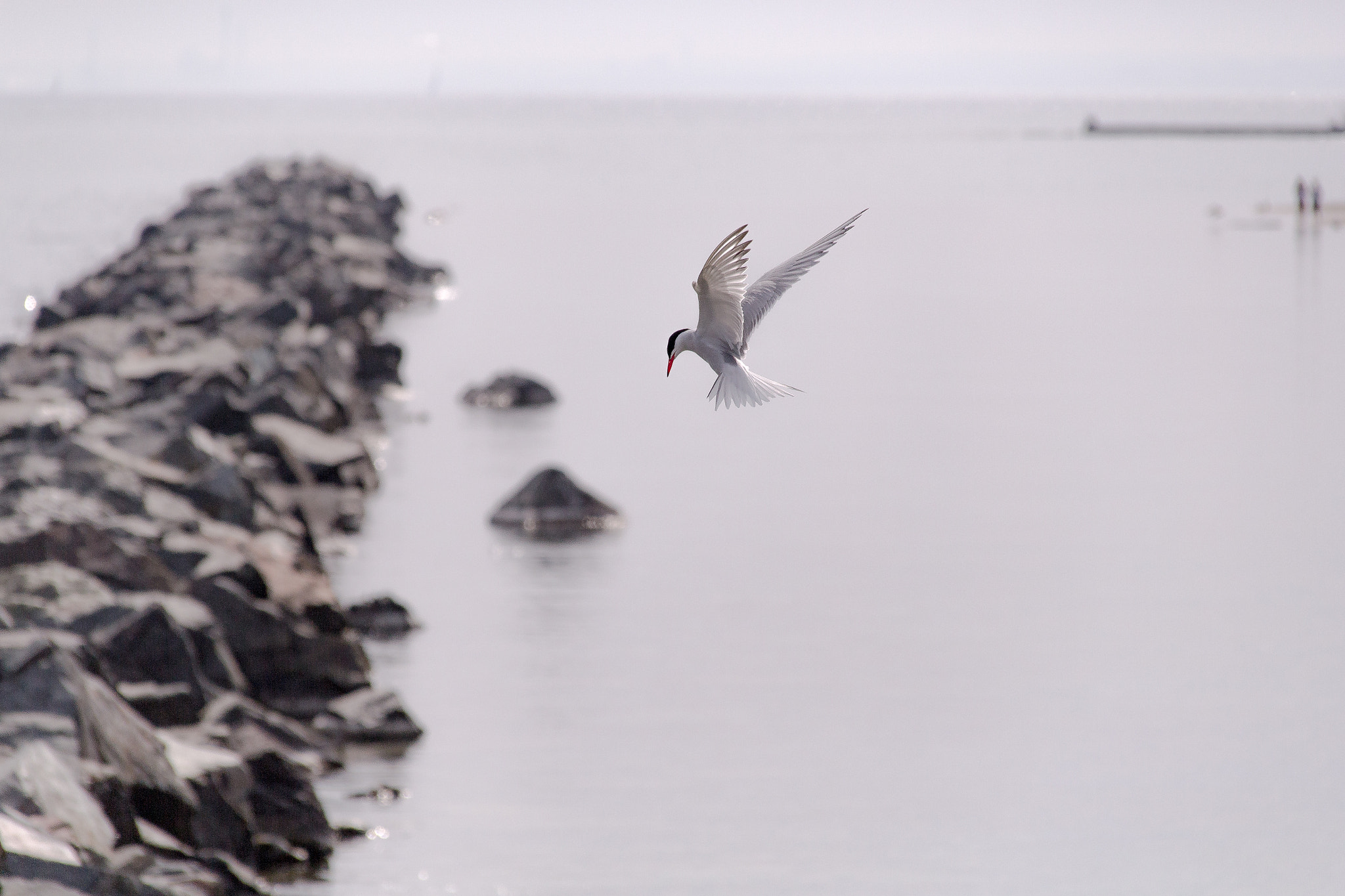 Sigma 18-200mm f/3.5-6.3 DC OS sample photo. 白い鳥 photography