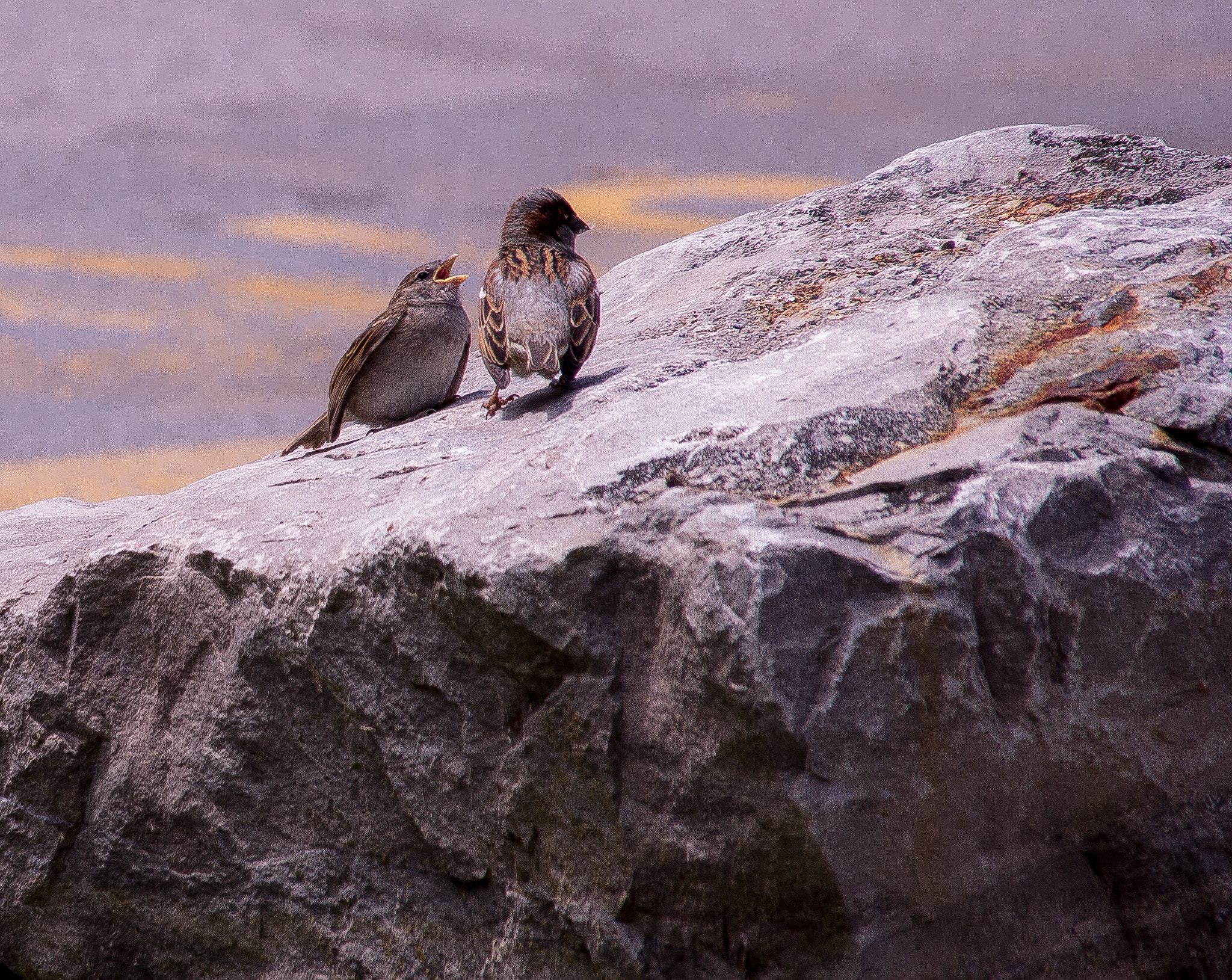 Sigma 18-200mm f/3.5-6.3 DC OS sample photo. Senpai notice me!! photography