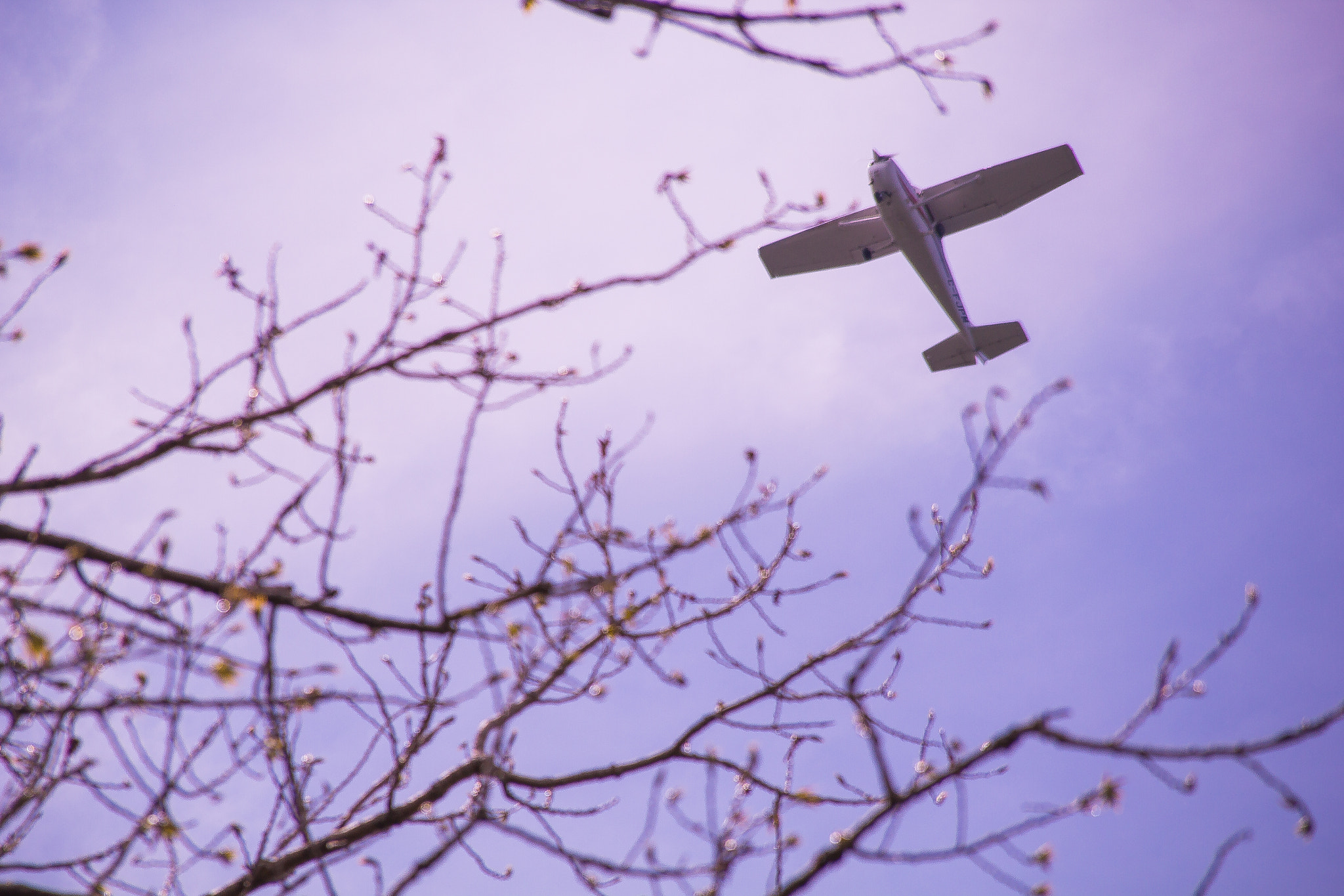 Sigma 18-200mm f/3.5-6.3 DC OS sample photo. Soar high, dream higher photography