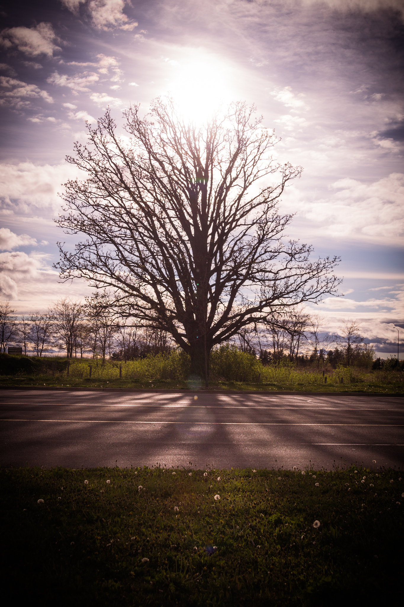 Sigma 18-200mm f/3.5-6.3 DC OS sample photo. The god tree photography