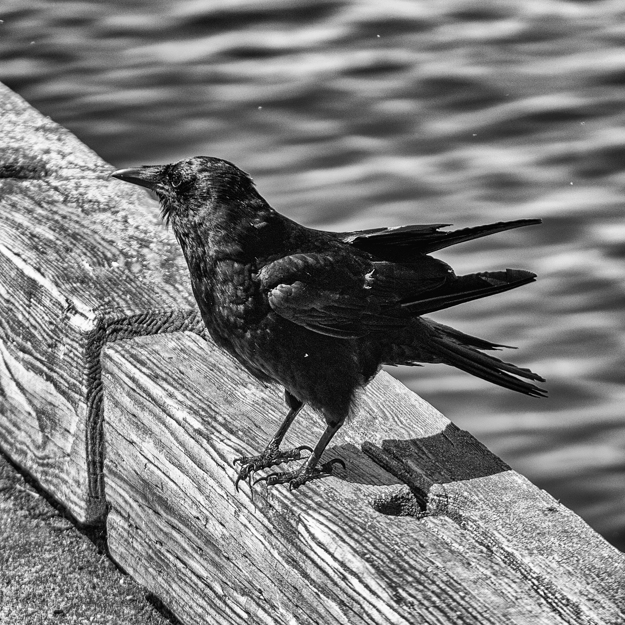 Panasonic Lumix G X Vario 35-100mm F2.8 OIS sample photo. Crow photography