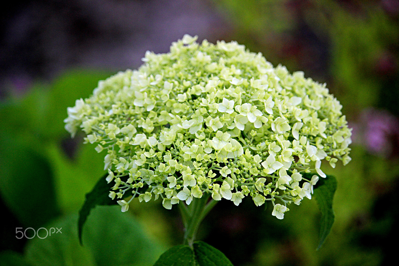 Canon EOS 600D (Rebel EOS T3i / EOS Kiss X5) + 55.0 - 250.0 mm sample photo. The green bouquet photography