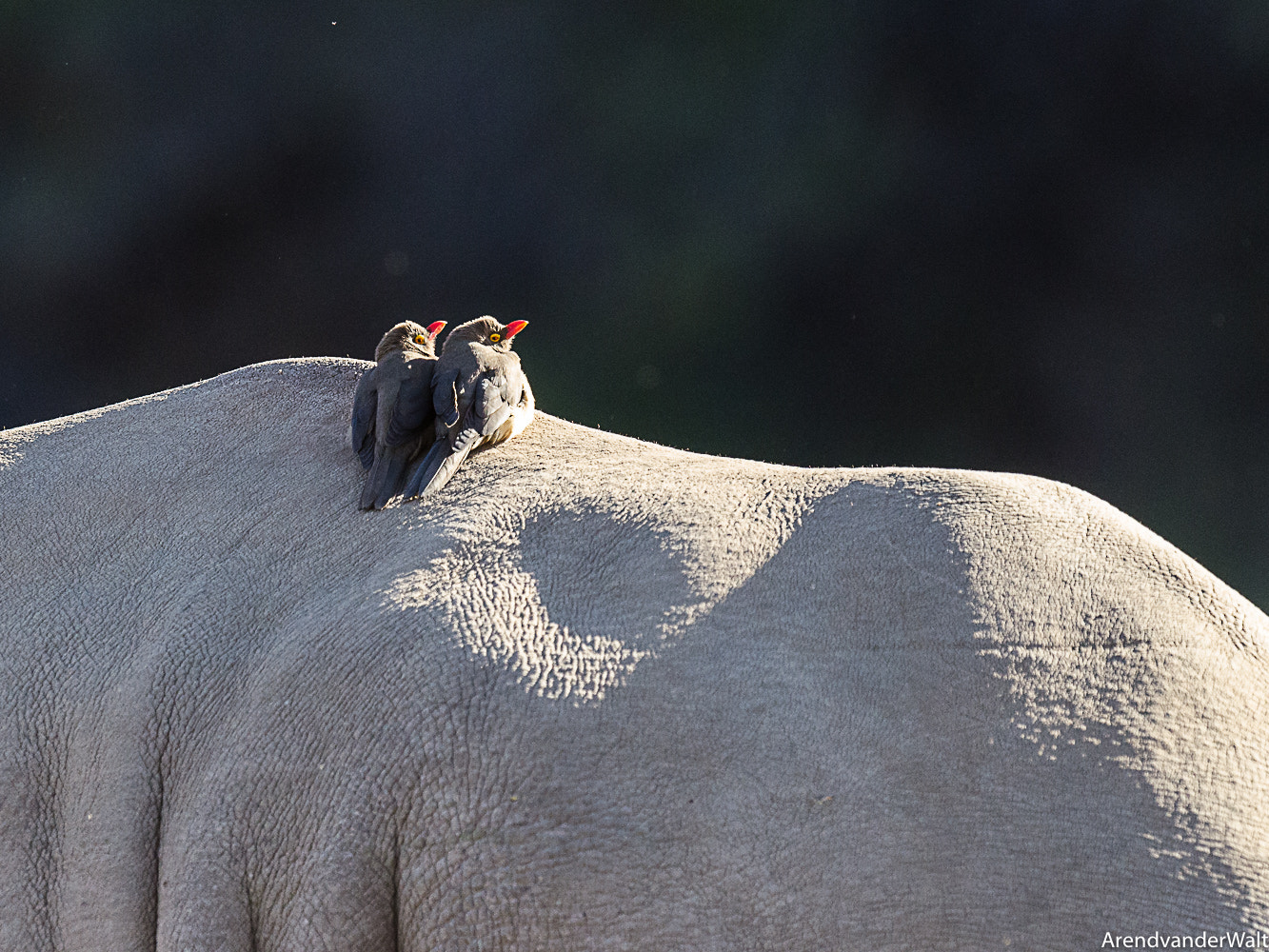 Nikon AF-S Nikkor 500mm F4G ED VR sample photo. Two red-billed oxpecker (buphagus erythrorhynchus) on a white rhino (ceratotherium simum) photography