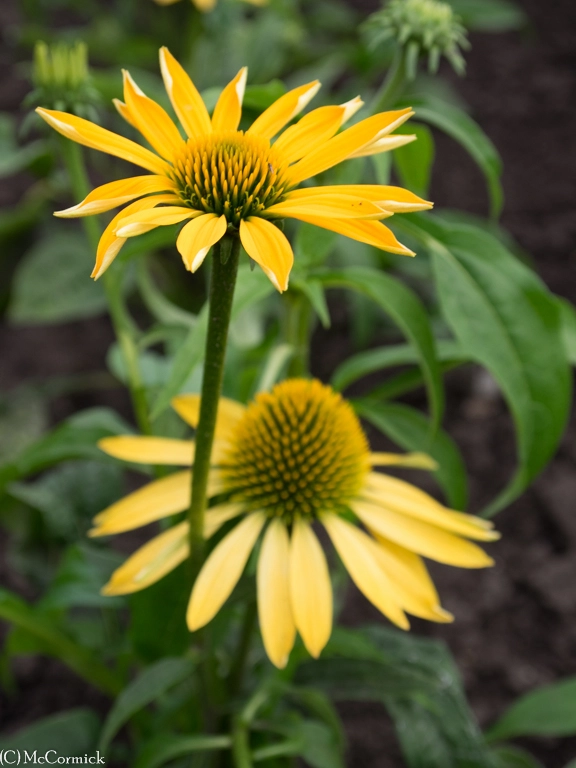 Olympus OM-D E-M1 sample photo. Yellow flowers photography