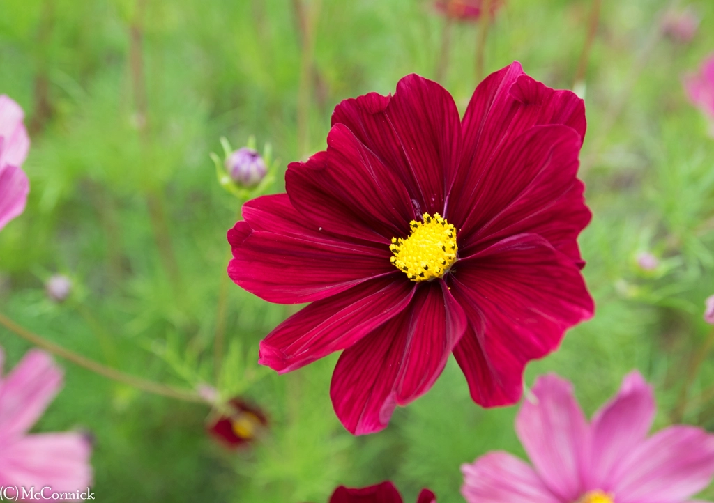 Olympus OM-D E-M1 sample photo. Red flower photography