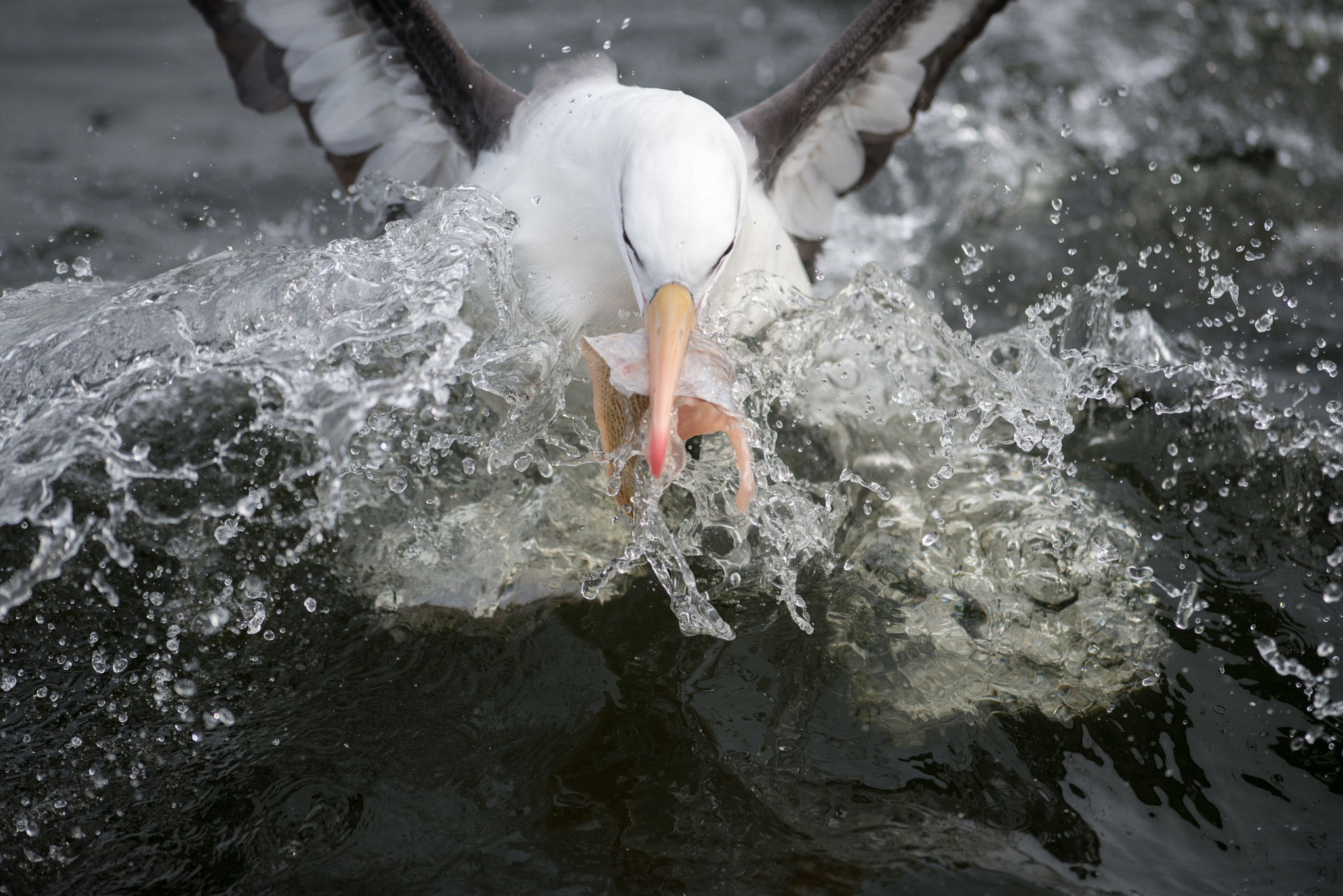 Nikon AF-S Nikkor 300mm F2.8G ED VR II sample photo. Catch photography