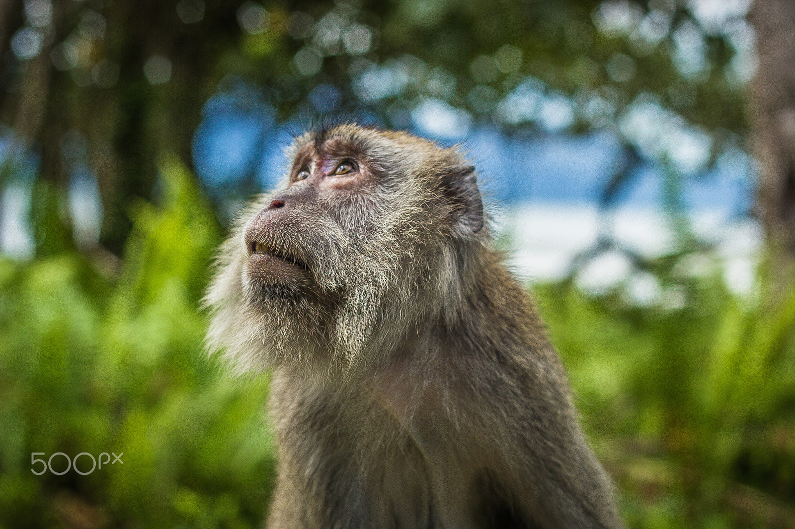 Canon EOS 550D (EOS Rebel T2i / EOS Kiss X4) + Canon EF 50mm F1.8 II sample photo. Pensive macaque photography
