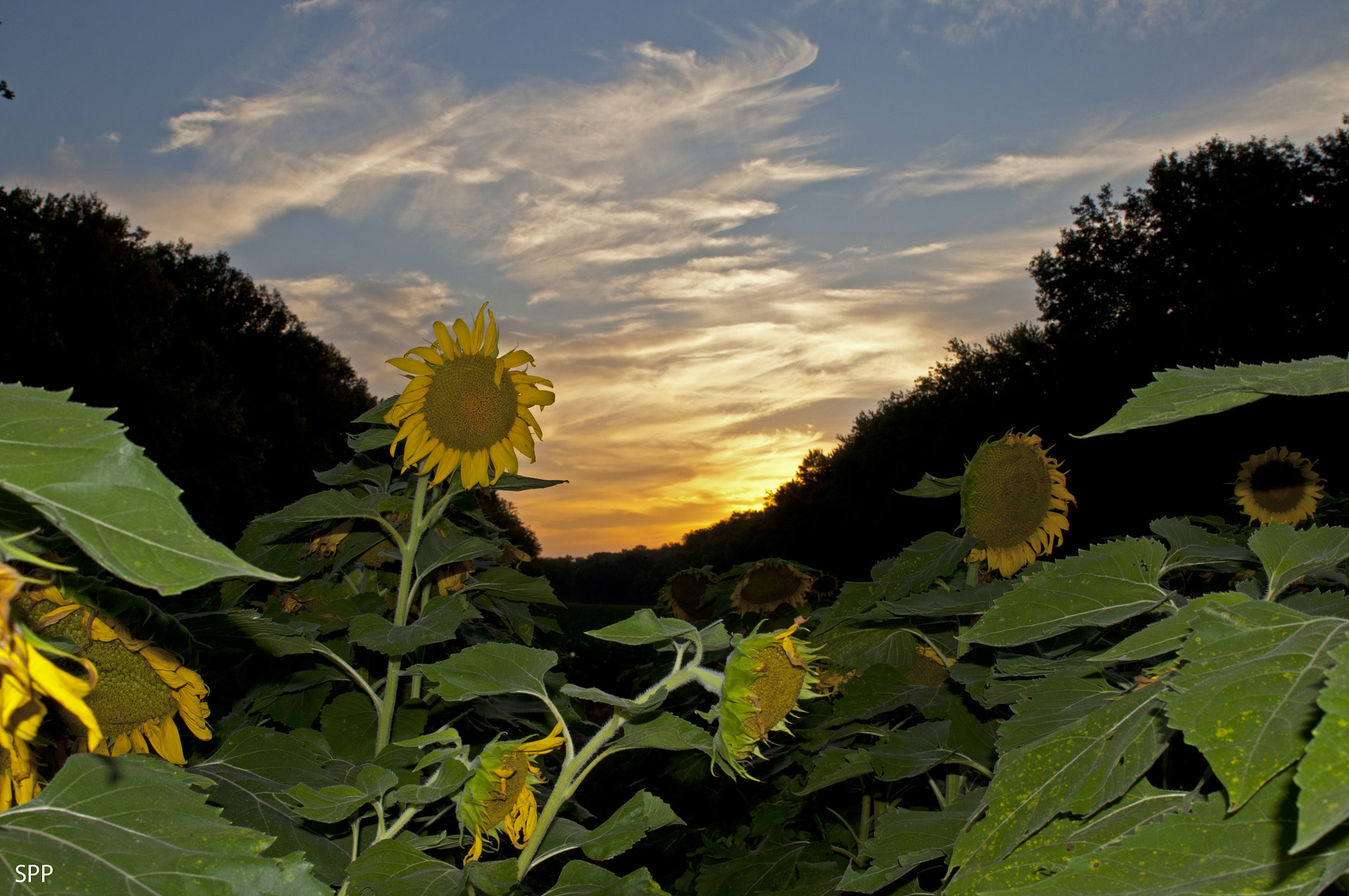 Nikon D90 + Tamron SP 24-70mm F2.8 Di VC USD sample photo. Sunflowers at sunset photography