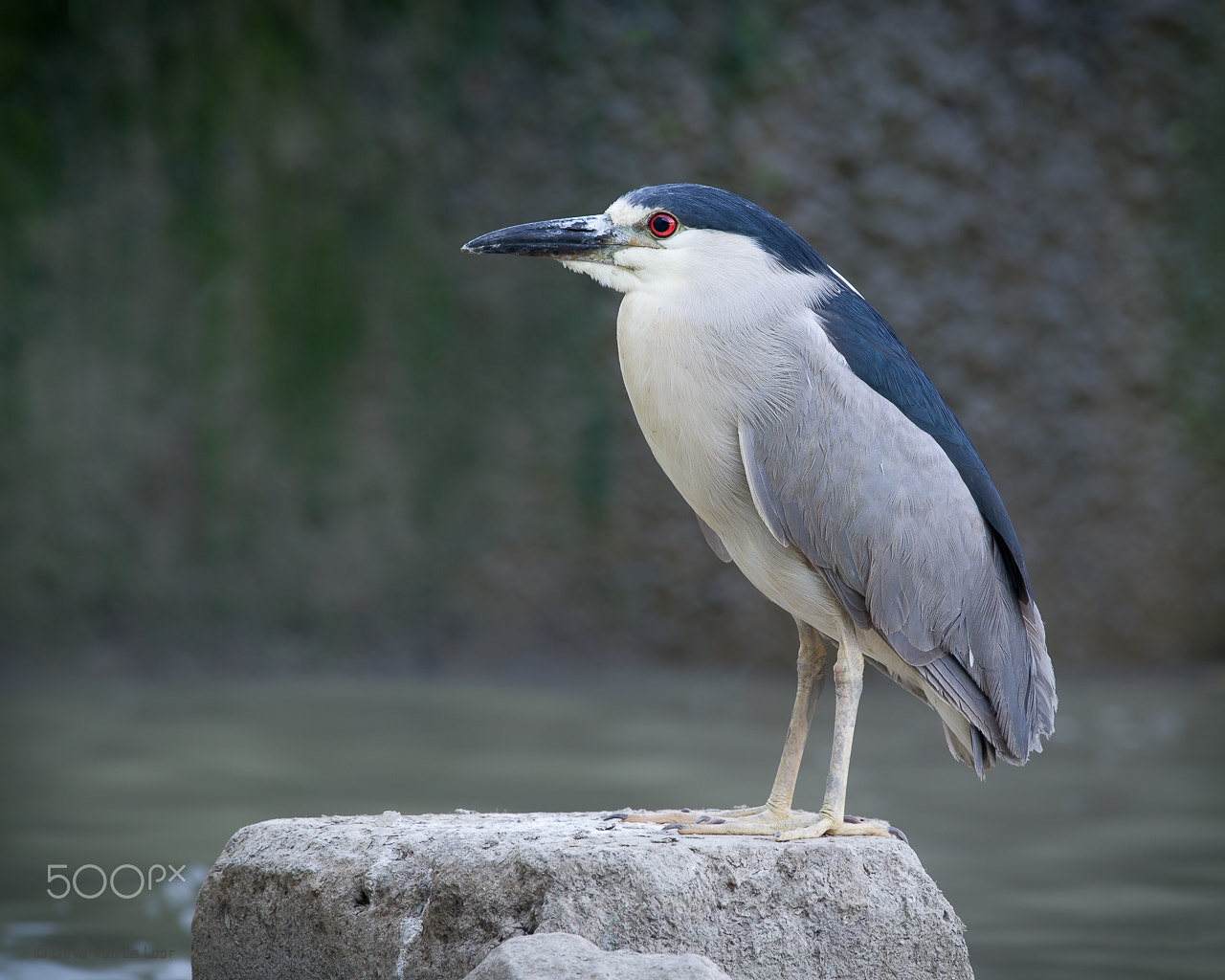 Nikon D3S + Nikon AF-S Nikkor 600mm F4G ED VR sample photo. Black-crowned night heron photography