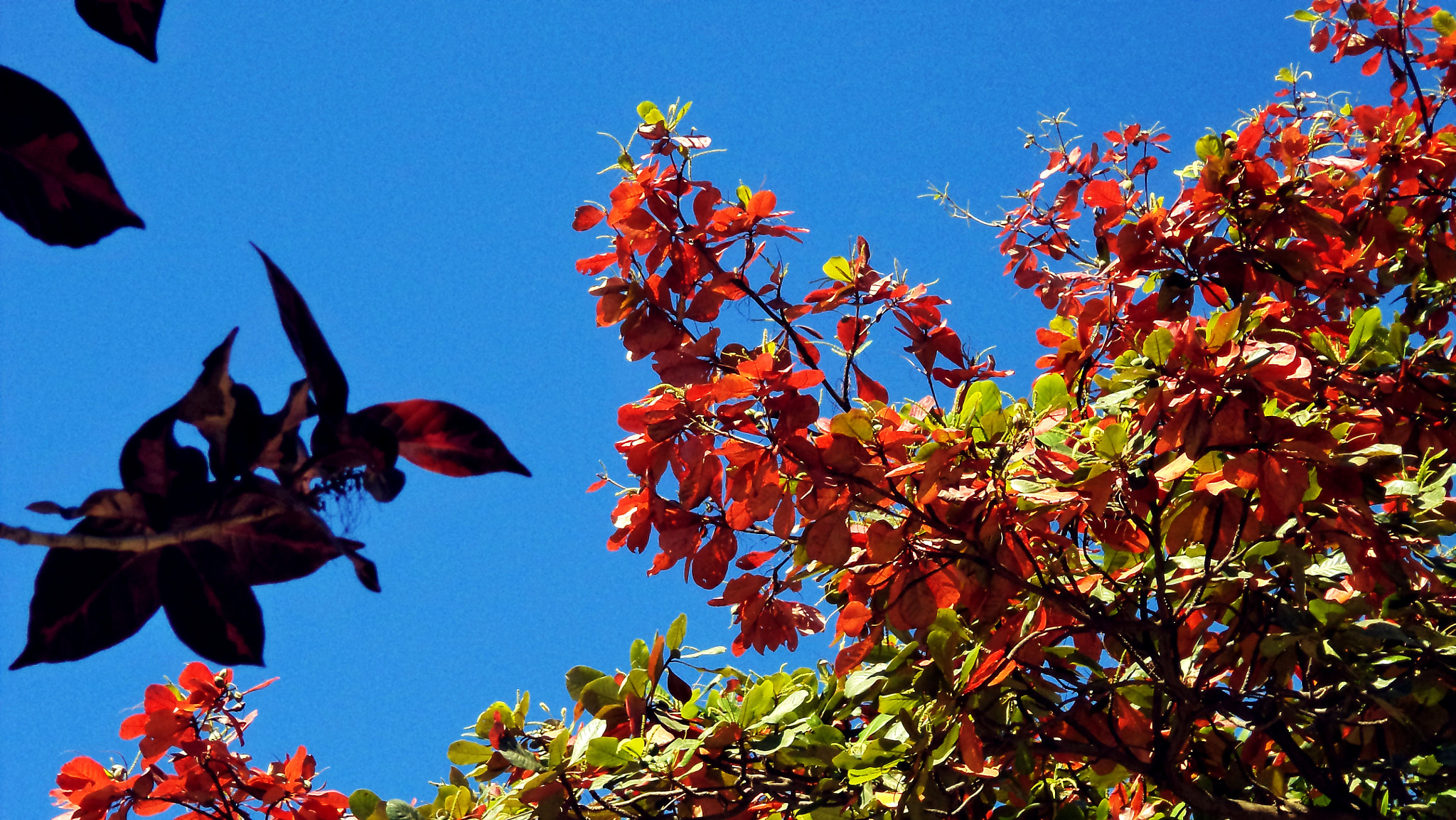 Sony DSC-W620 sample photo. Winter leaves photography