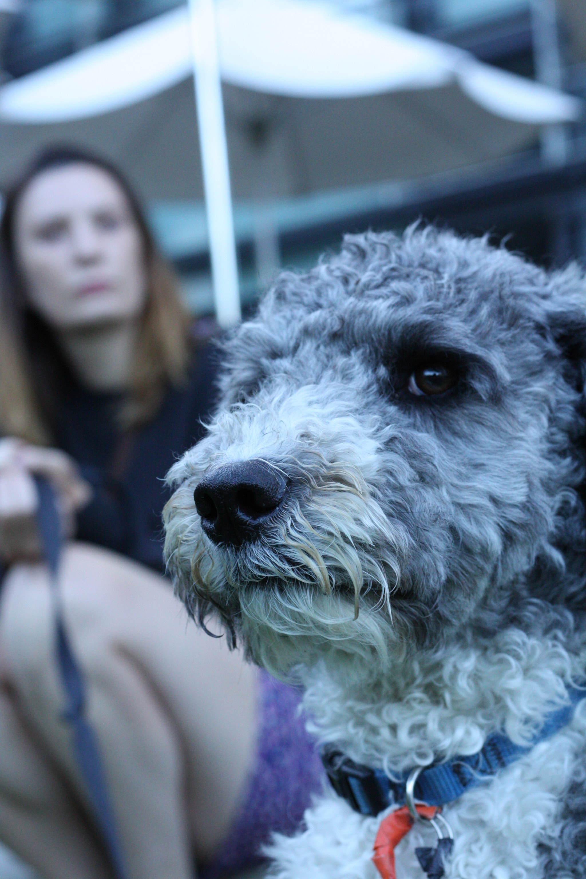 Canon EOS 450D (EOS Rebel XSi / EOS Kiss X2) sample photo. Keeping watch photography